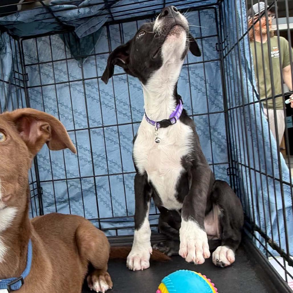 Enlarge Lilith, a Adoptable mixed breed in Wilmington, NC image 4/6