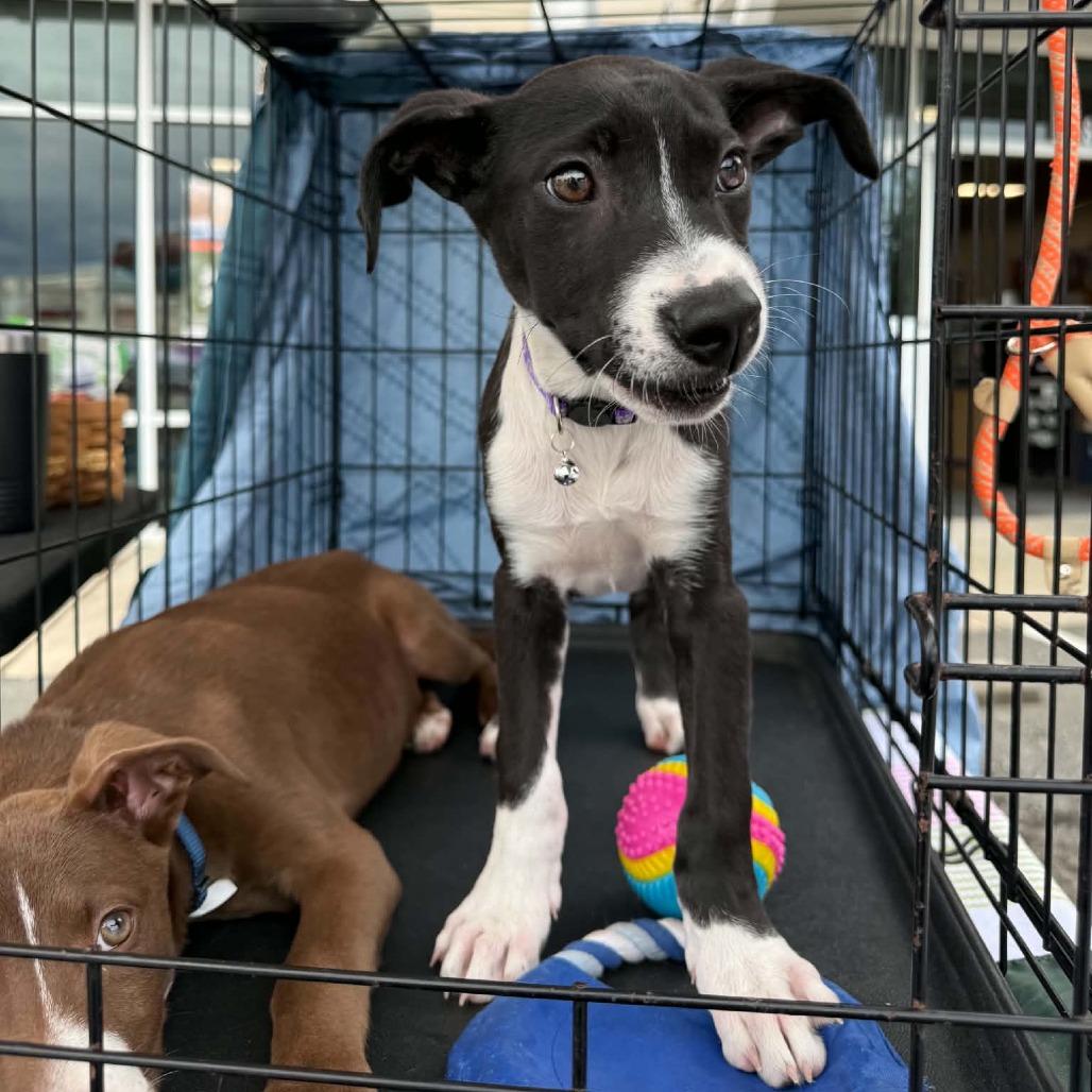 Enlarge Lilith, a Adoptable mixed breed in Wilmington, NC image 3/6