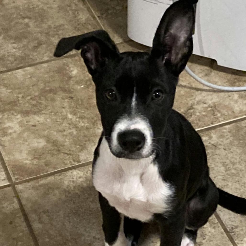 Enlarge Lilith, a Adoptable mixed breed in Wilmington, NC image 1/6