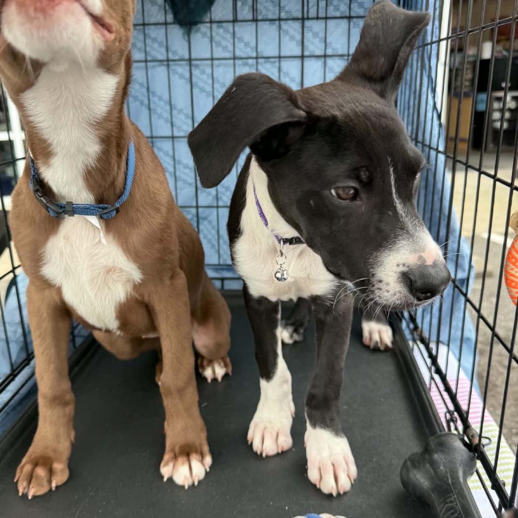Enlarge Lilith, a Adoptable mixed breed in Wilmington, NC image 6/6