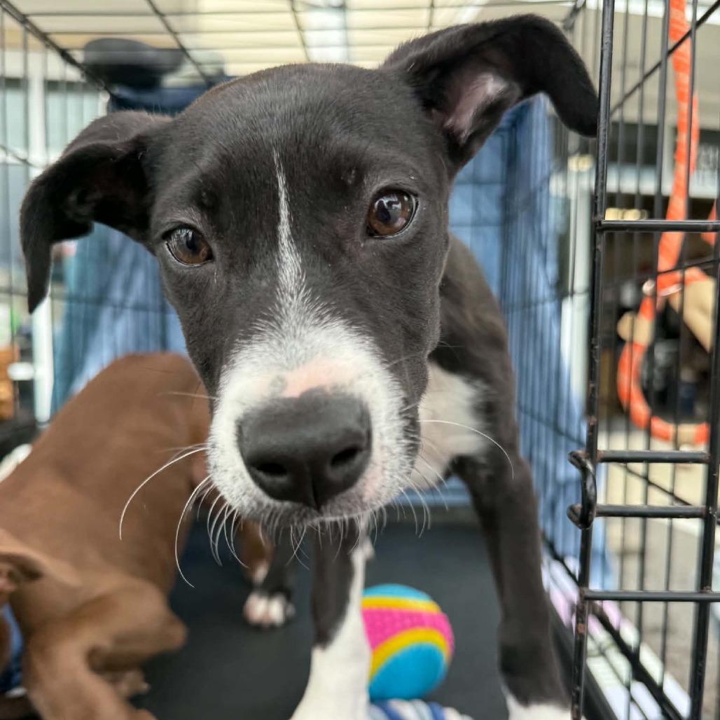 Enlarge Lilith, a Adoptable mixed breed in Wilmington, NC image 5/6