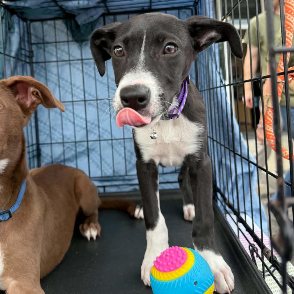 Enlarge Lilith, a Adoptable mixed breed in Wilmington, NC image 2/6
