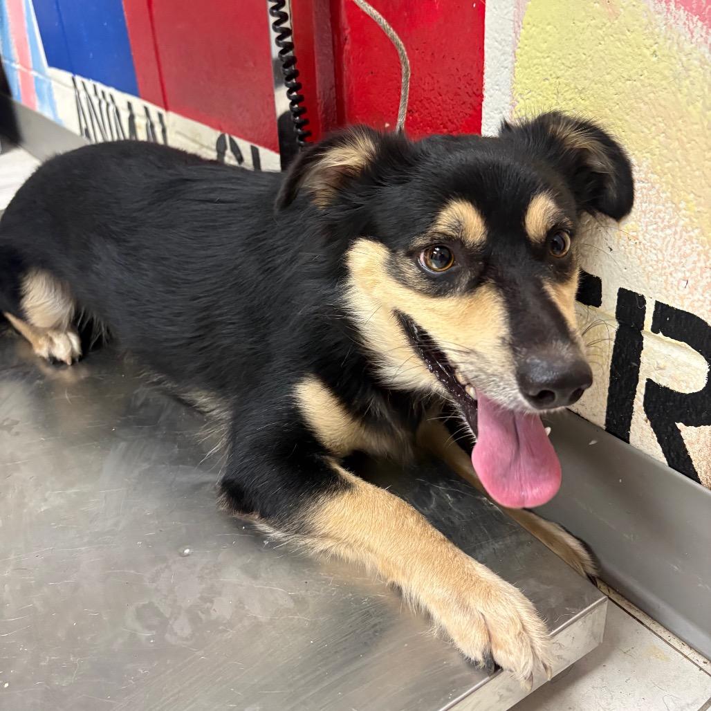 Rocky, Adoptable, Adult Male Shepherd.
