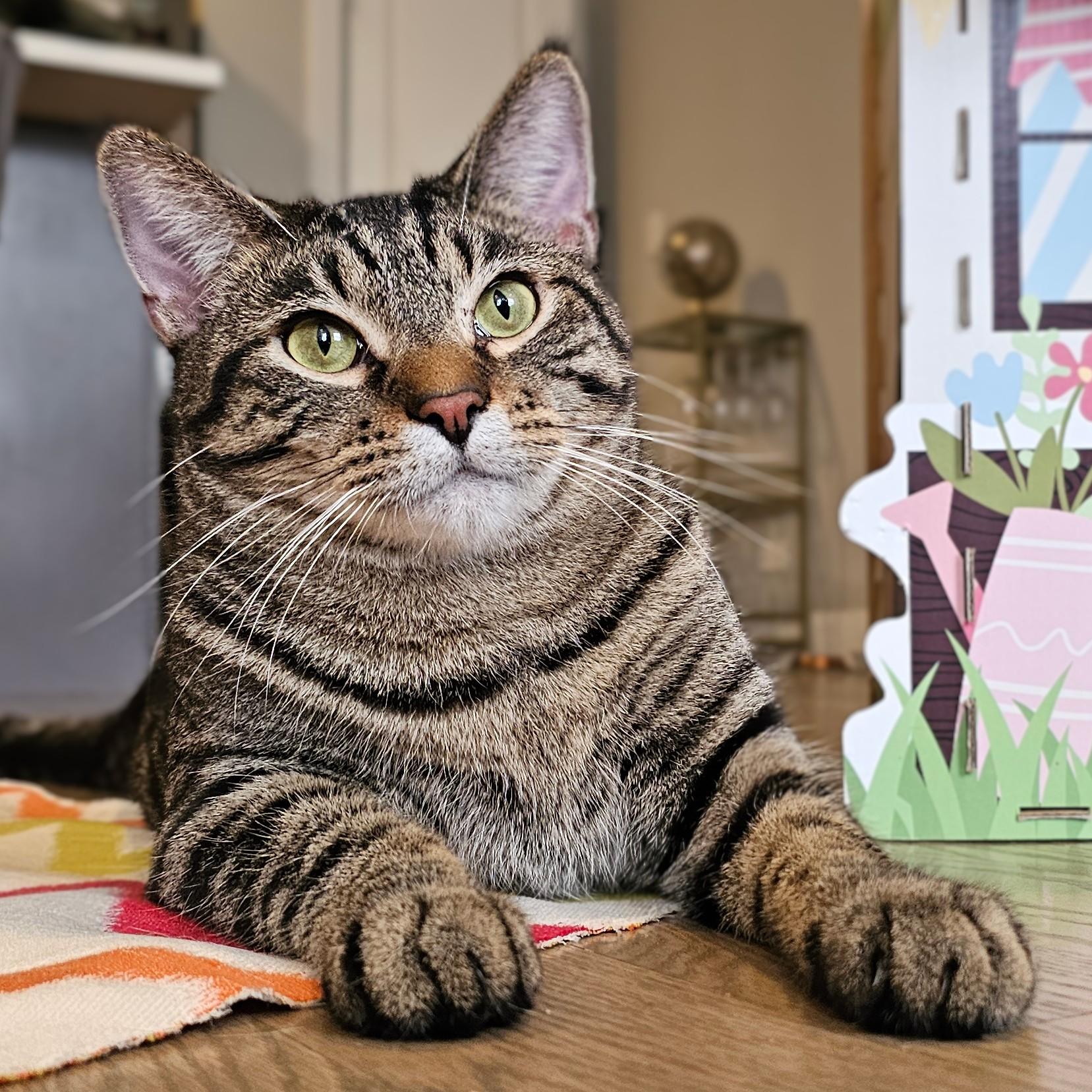 Owen, an adopted Tabby in Chicago, IL image 6/6
