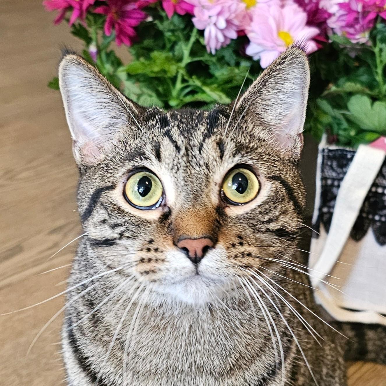 Owen, adopted, Adult Male Tabby.