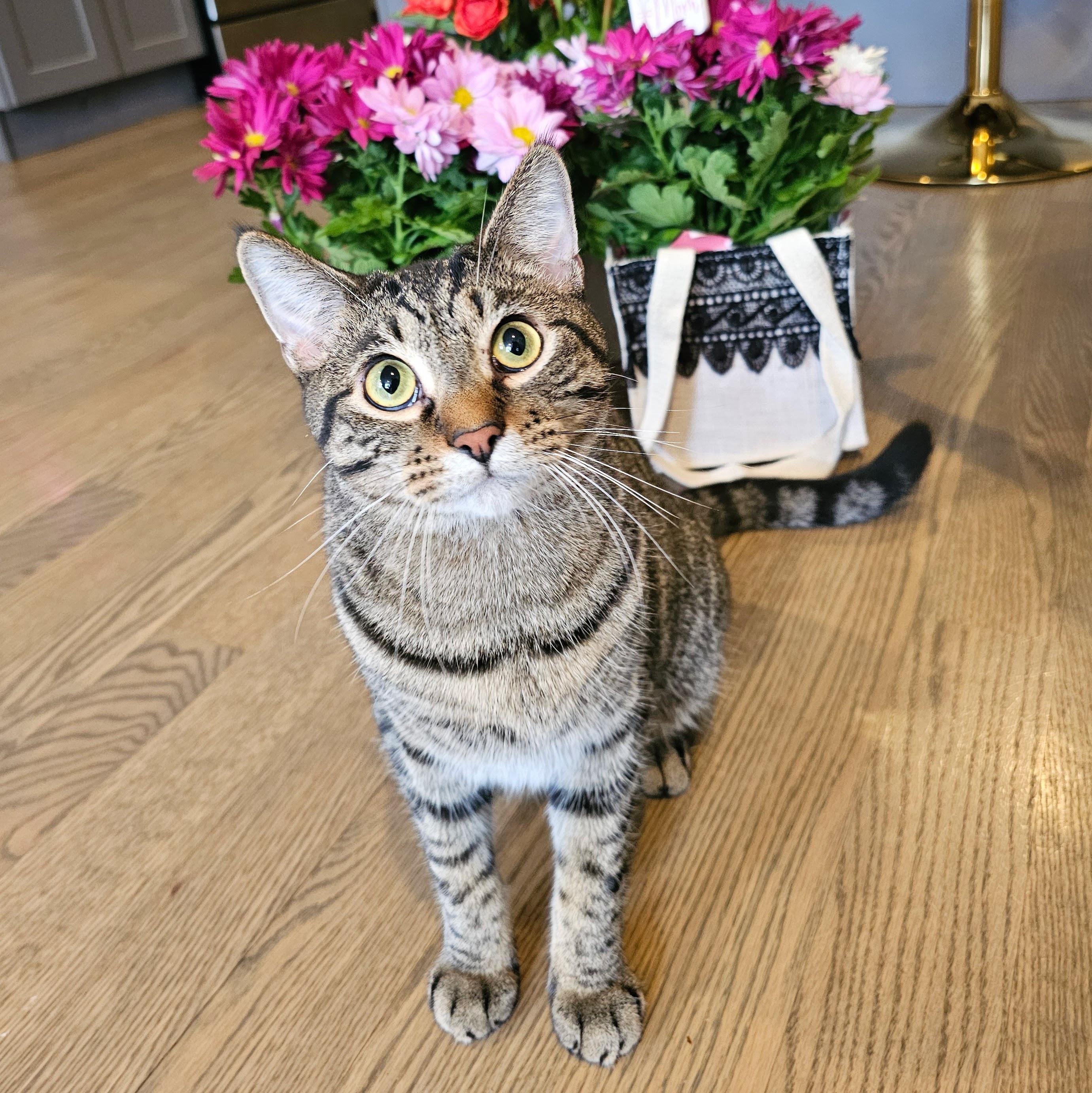 Owen, an adopted Tabby in Chicago, IL image 5/6