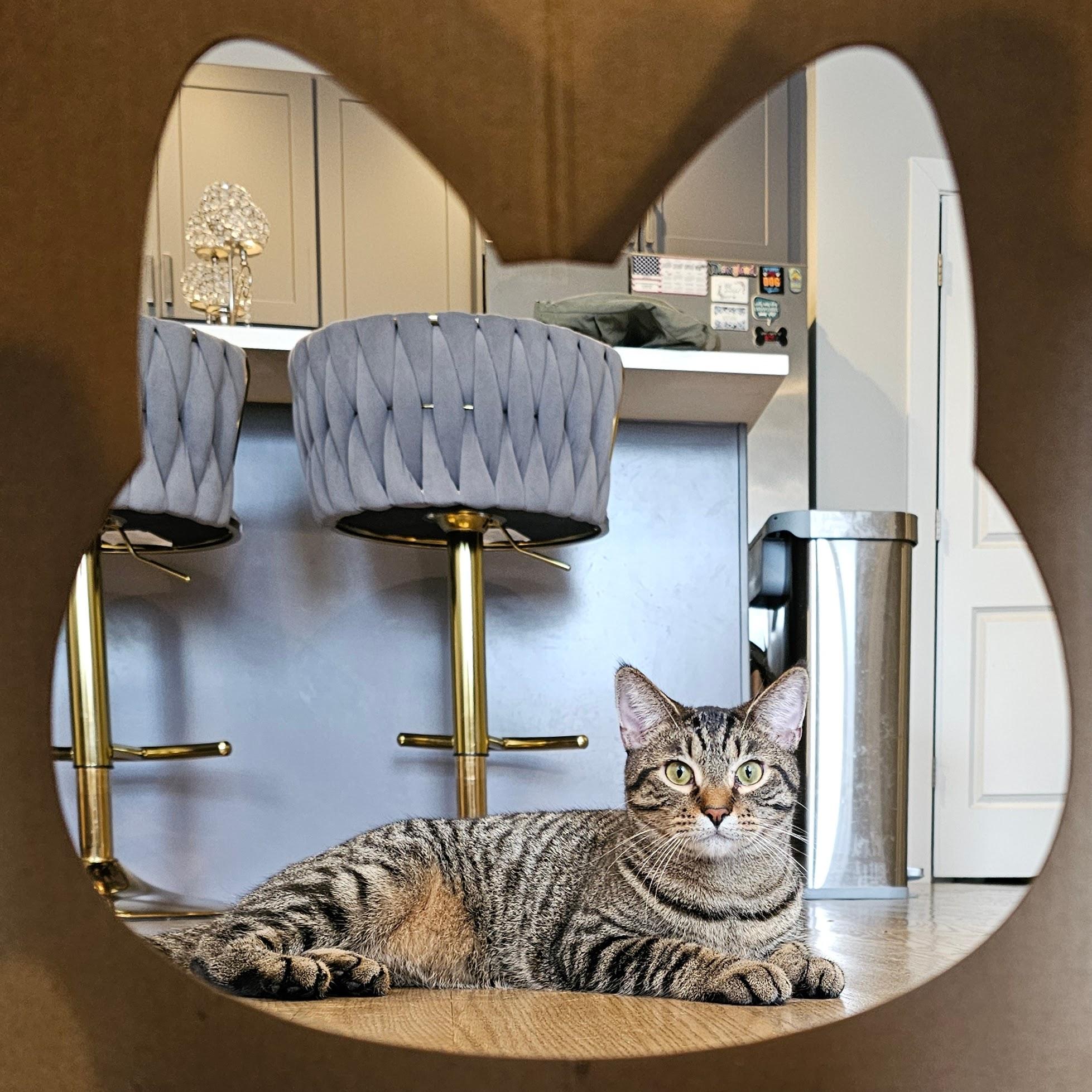 Owen, an adopted Tabby in Chicago, IL image 3/6