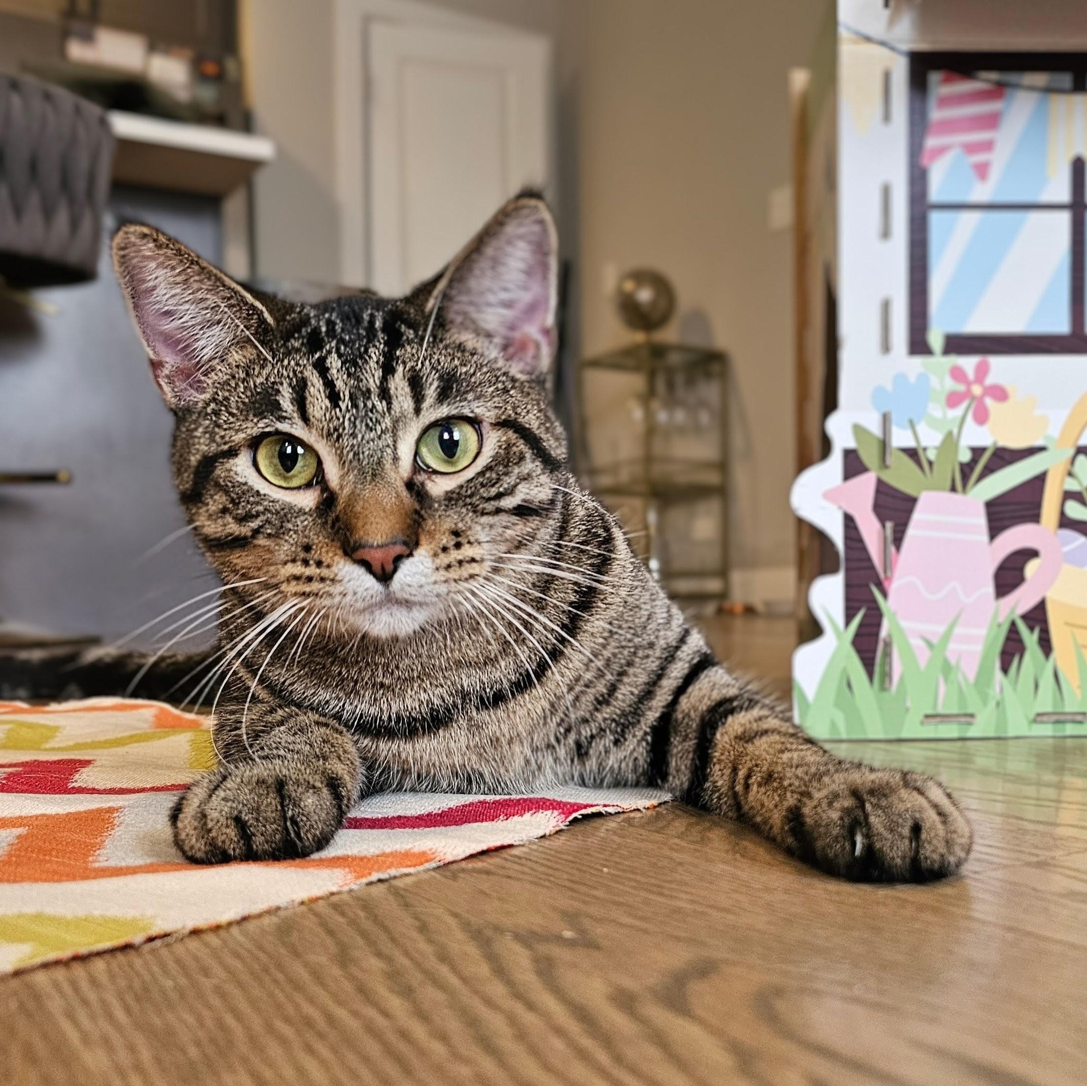 Owen, an adopted Tabby in Chicago, IL image 2/6