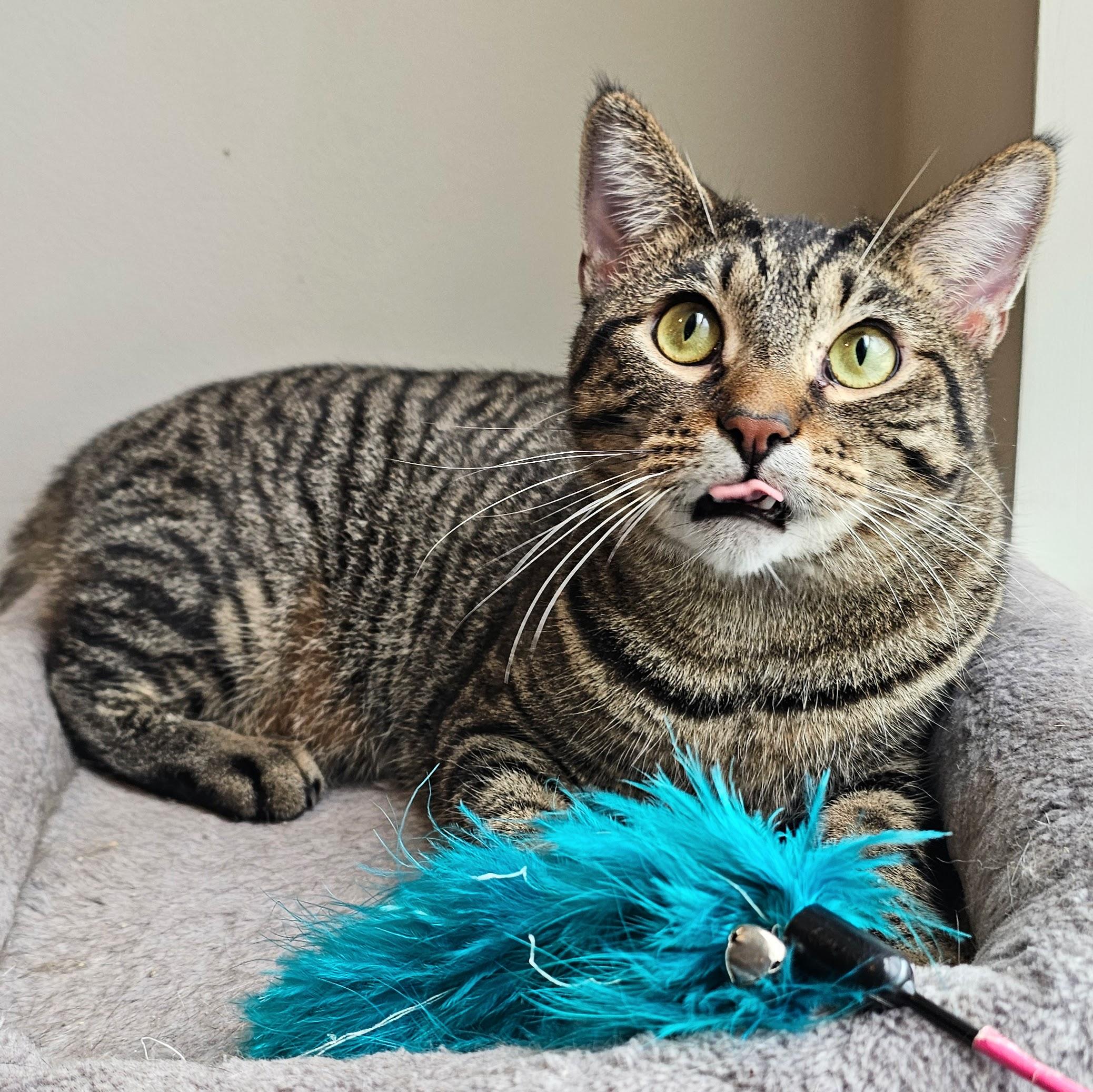 Owen, an adopted Tabby in Chicago, IL image 4/6