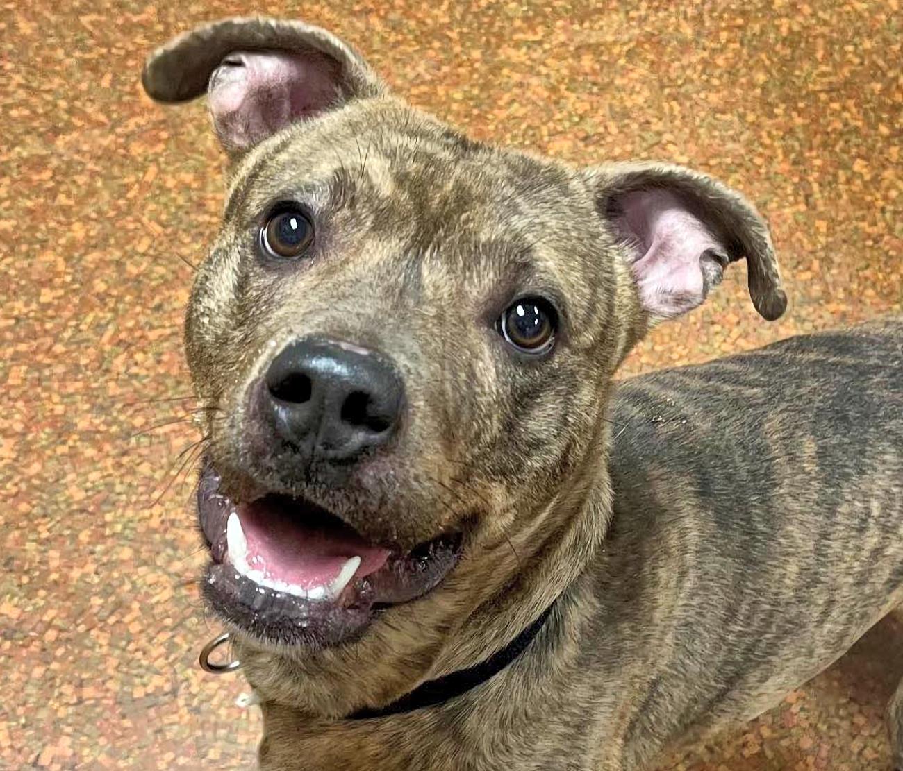 Quincy, a ADOPTABLE mixed breed in Euclid, OH image 1/2