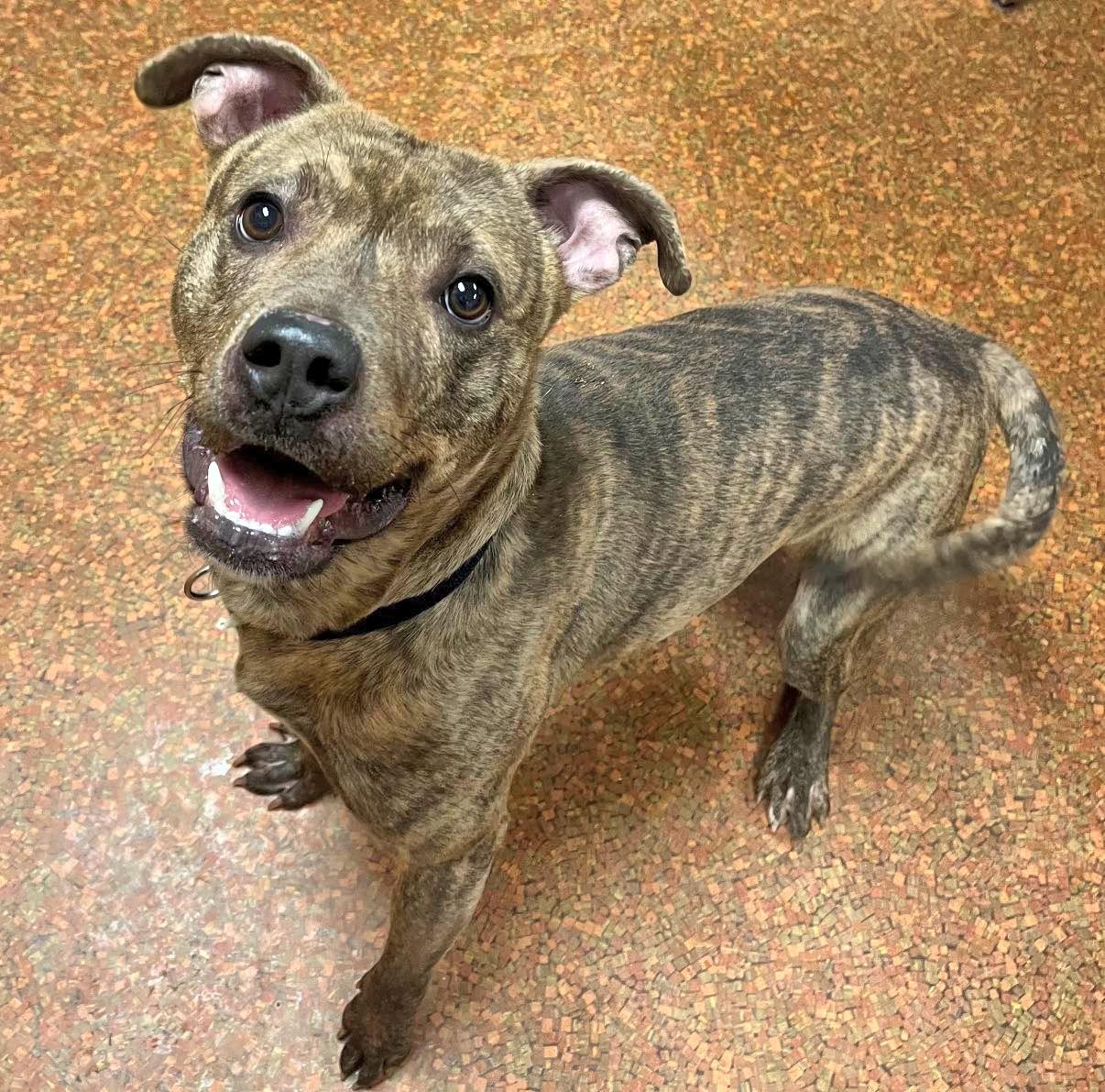 Quincy, a ADOPTABLE mixed breed in Euclid, OH image 2/2