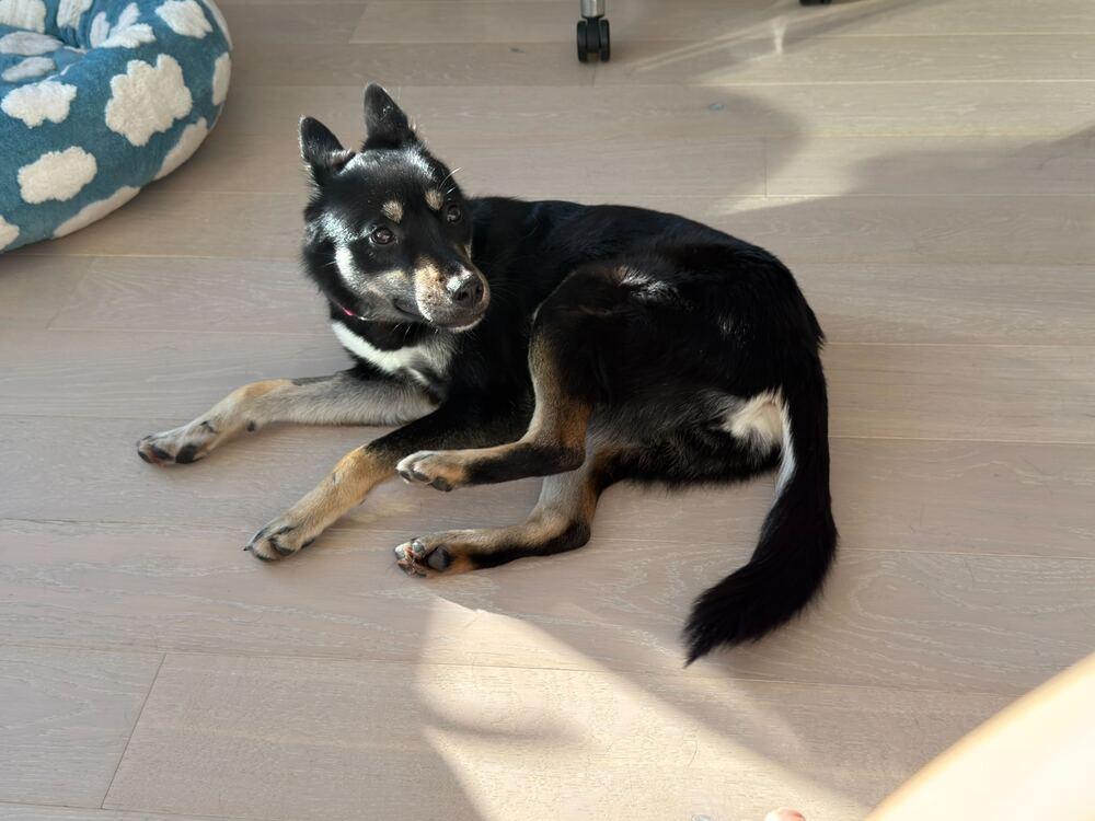 Dabi, Adoptable, Puppy Female Jindo.