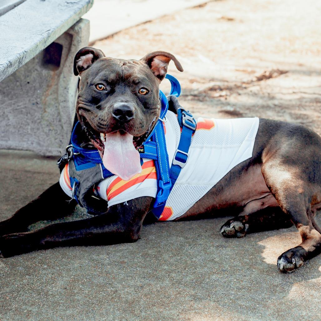 Enlarge Duke Laroo, a Adoptable American Staffordshire Terrier in Wichita, KS image 1/6