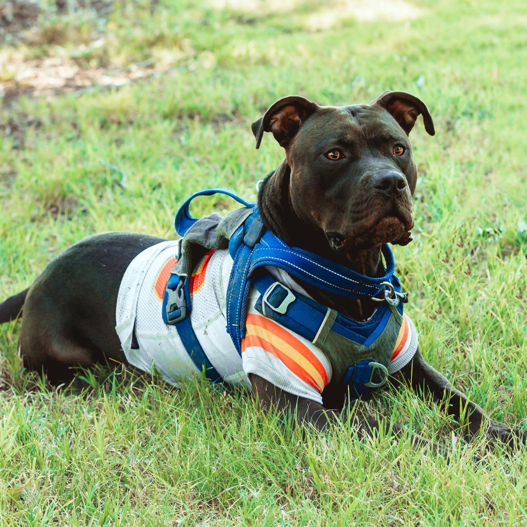 Enlarge Duke Laroo, a Adoptable American Staffordshire Terrier in Wichita, KS image 2/6