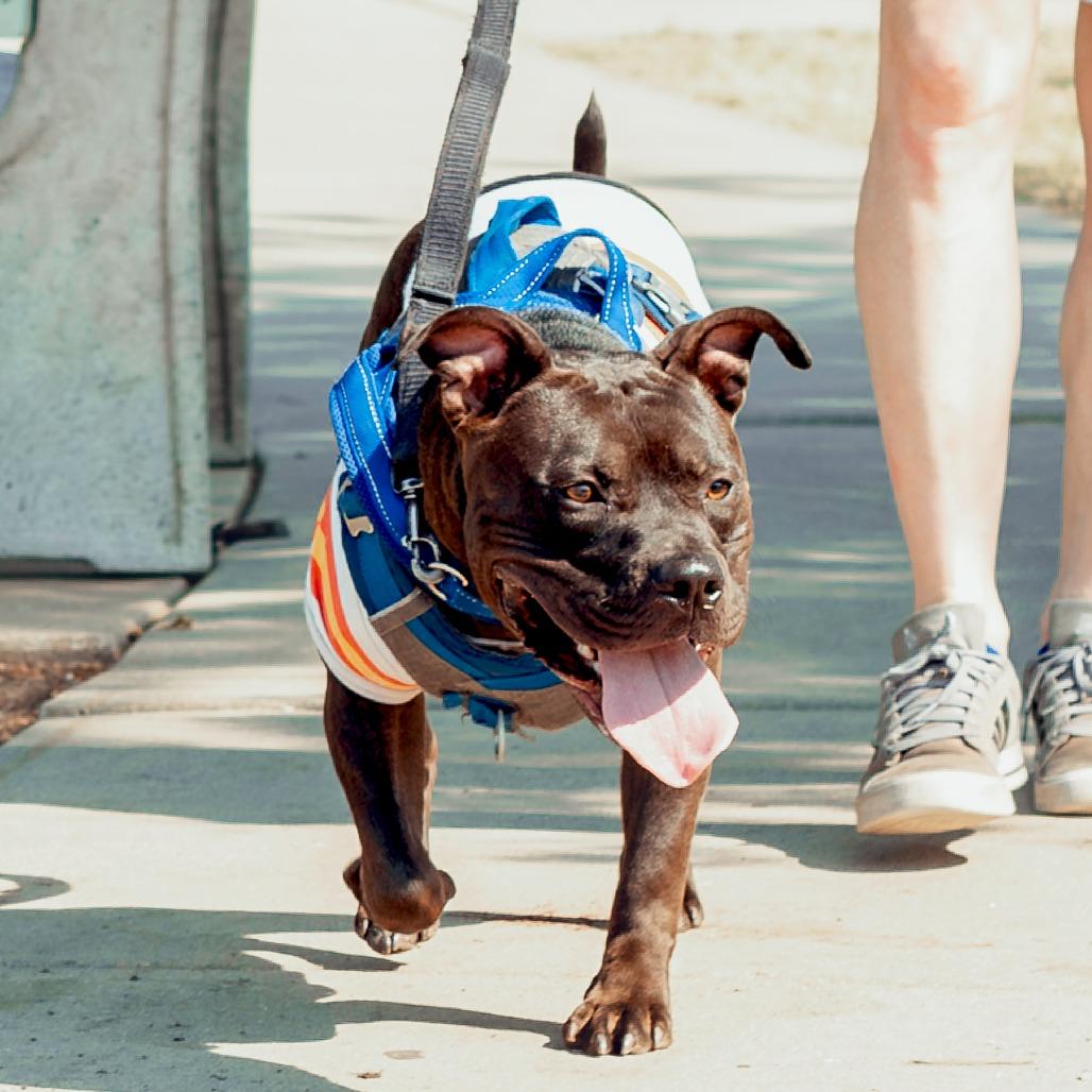 Enlarge Duke Laroo, a Adoptable American Staffordshire Terrier in Wichita, KS image 3/6