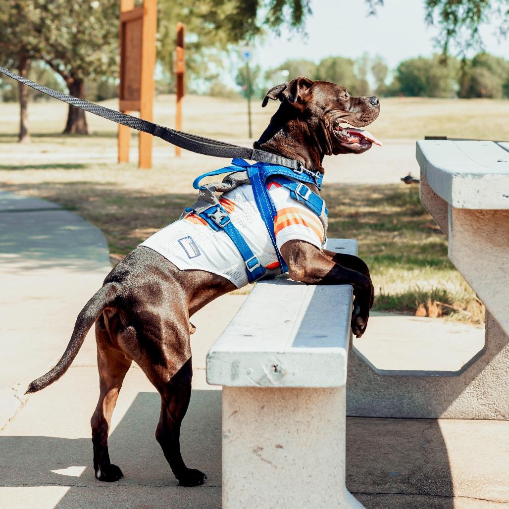 Duke Laroo, a Adoptable American Staffordshire Terrier in Wichita, KS image 4/6