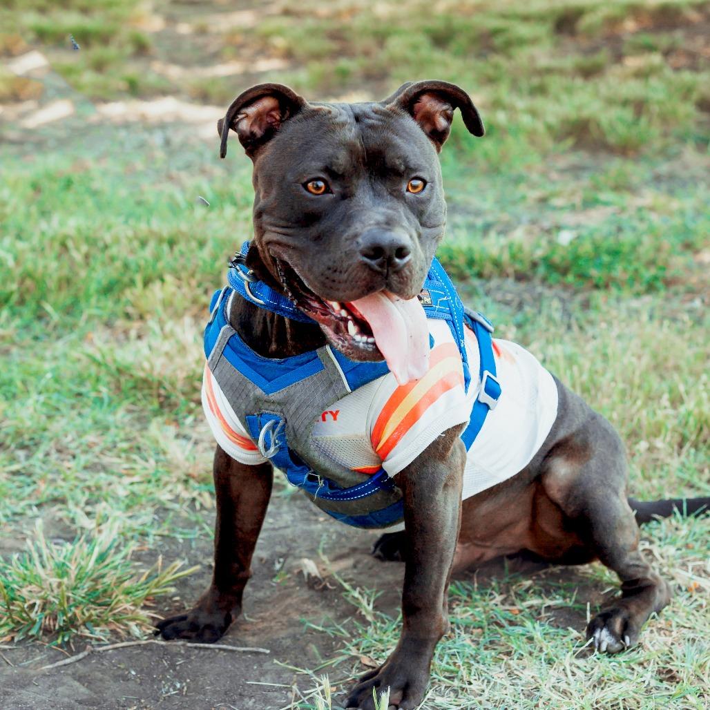 Enlarge Duke Laroo, a Adoptable American Staffordshire Terrier in Wichita, KS image 4/6