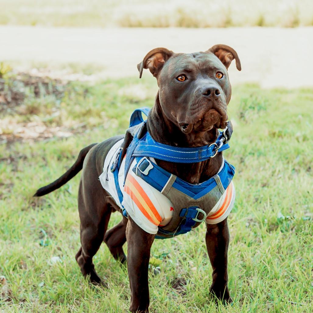 Enlarge Duke Laroo, a Adoptable American Staffordshire Terrier in Wichita, KS image 6/6