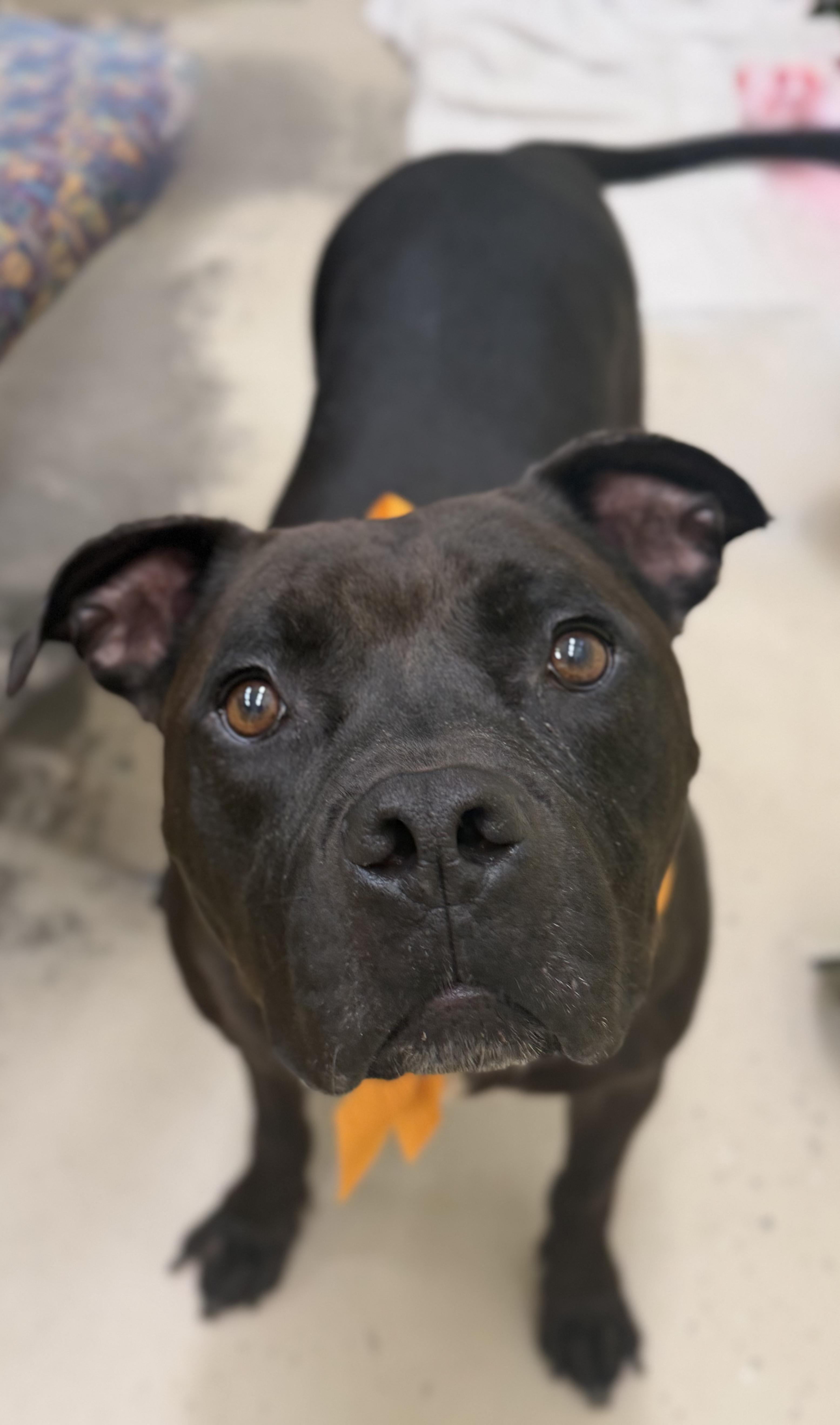 Enlarge Brie, a Adoptable American Bully in Pawleys Island, SC image 1/2