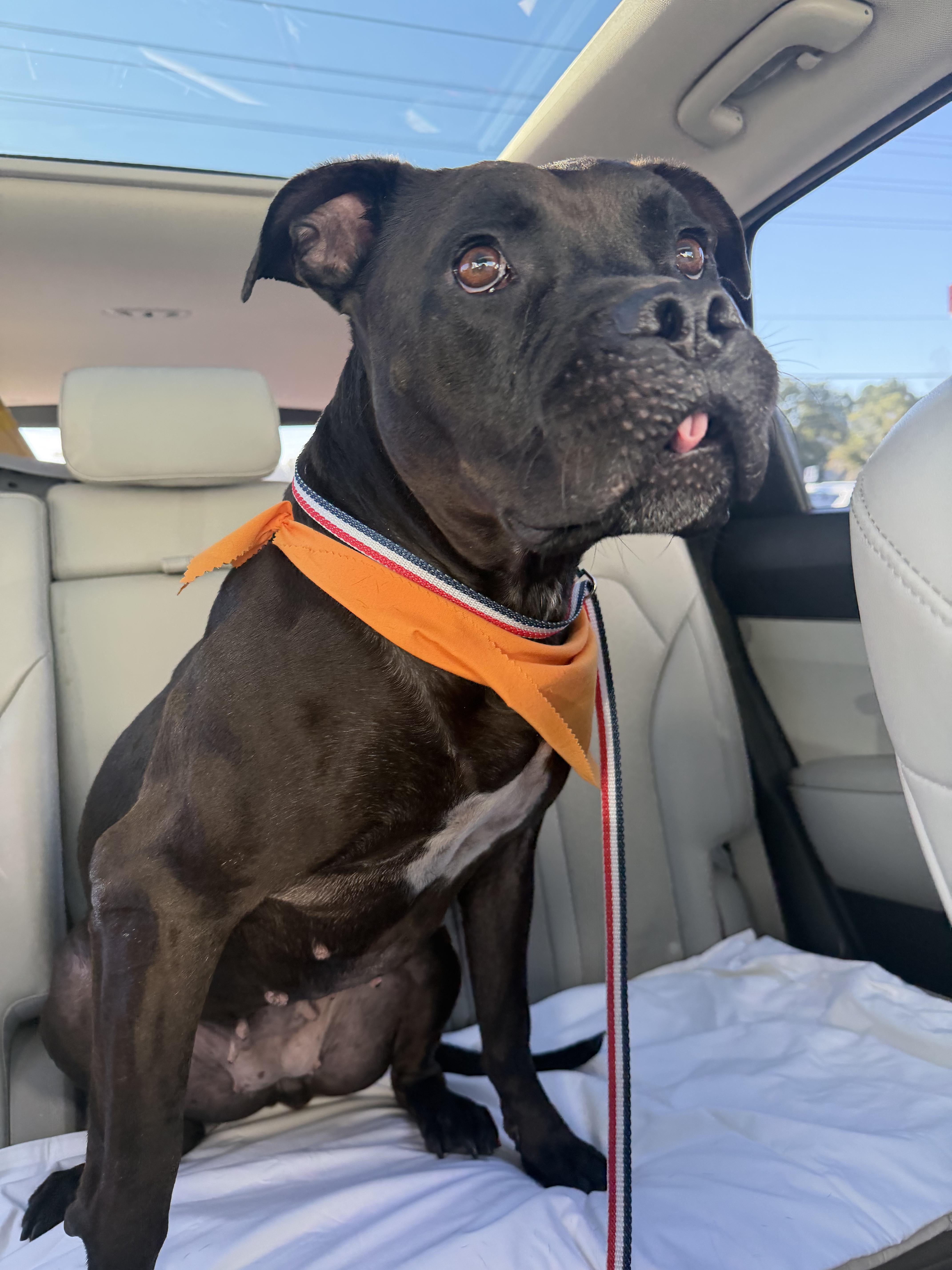 Enlarge Brie, a Adoptable American Bully in Pawleys Island, SC image 2/2