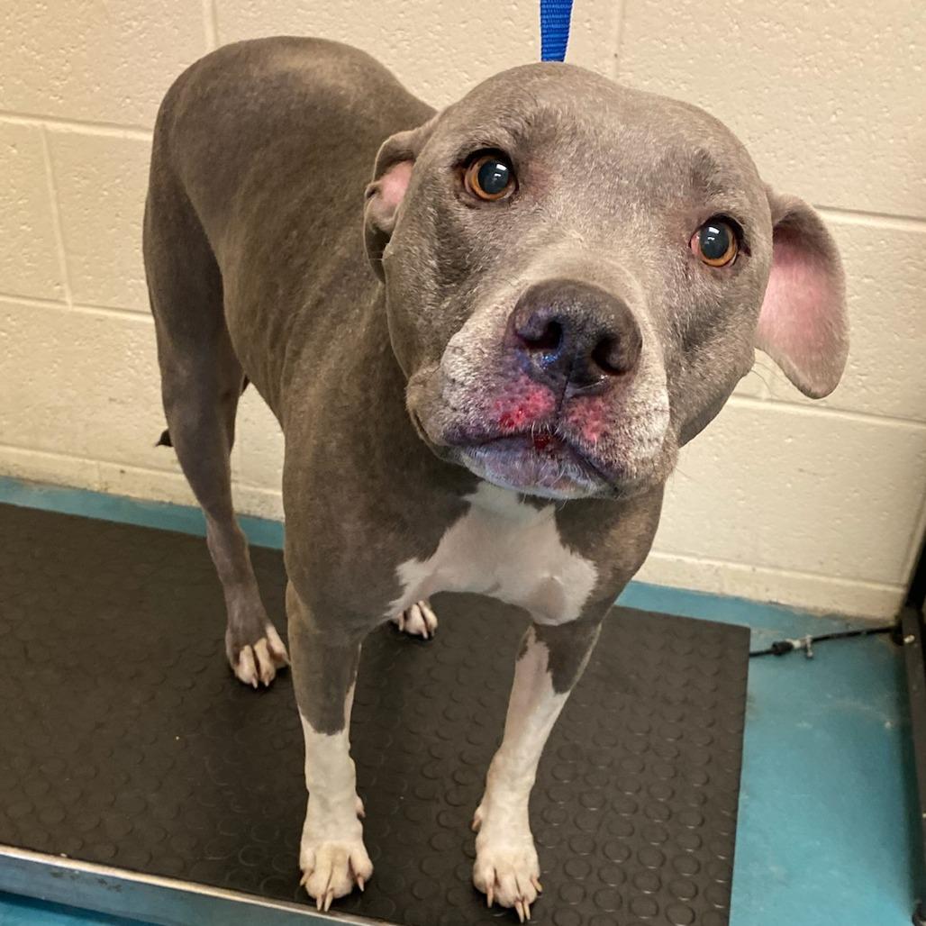 GINGER — thumbnail 3