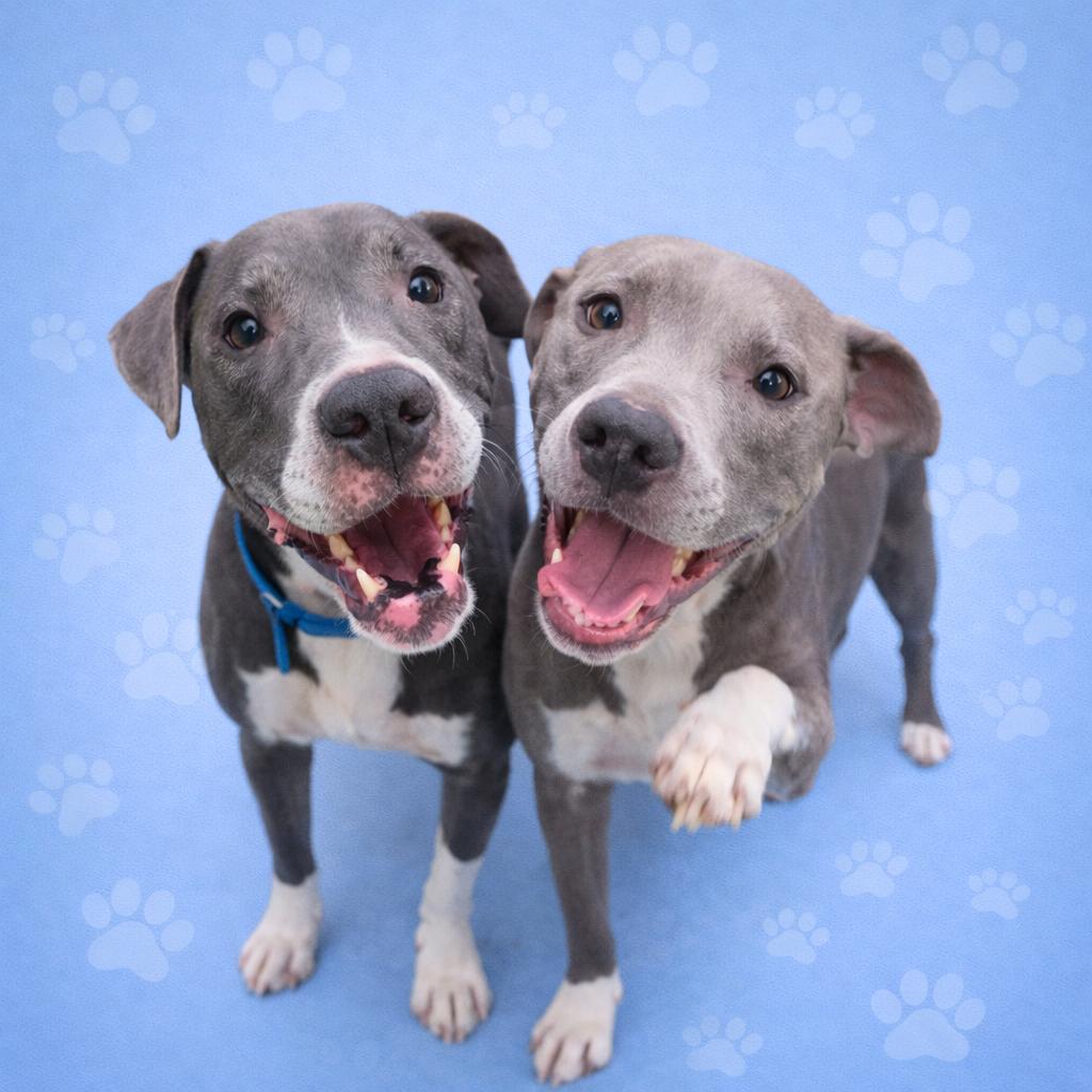 GINGER — thumbnail 4