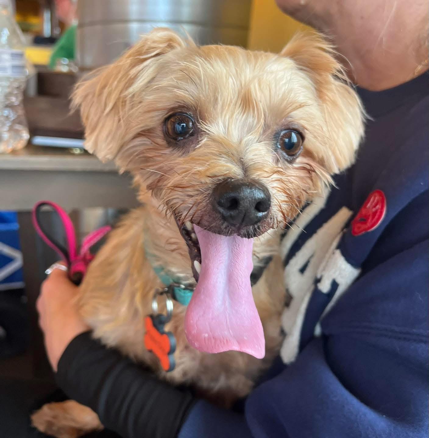 Enlarge Stella, an adoptable mixed breed in Yaphank, NY image 1/3