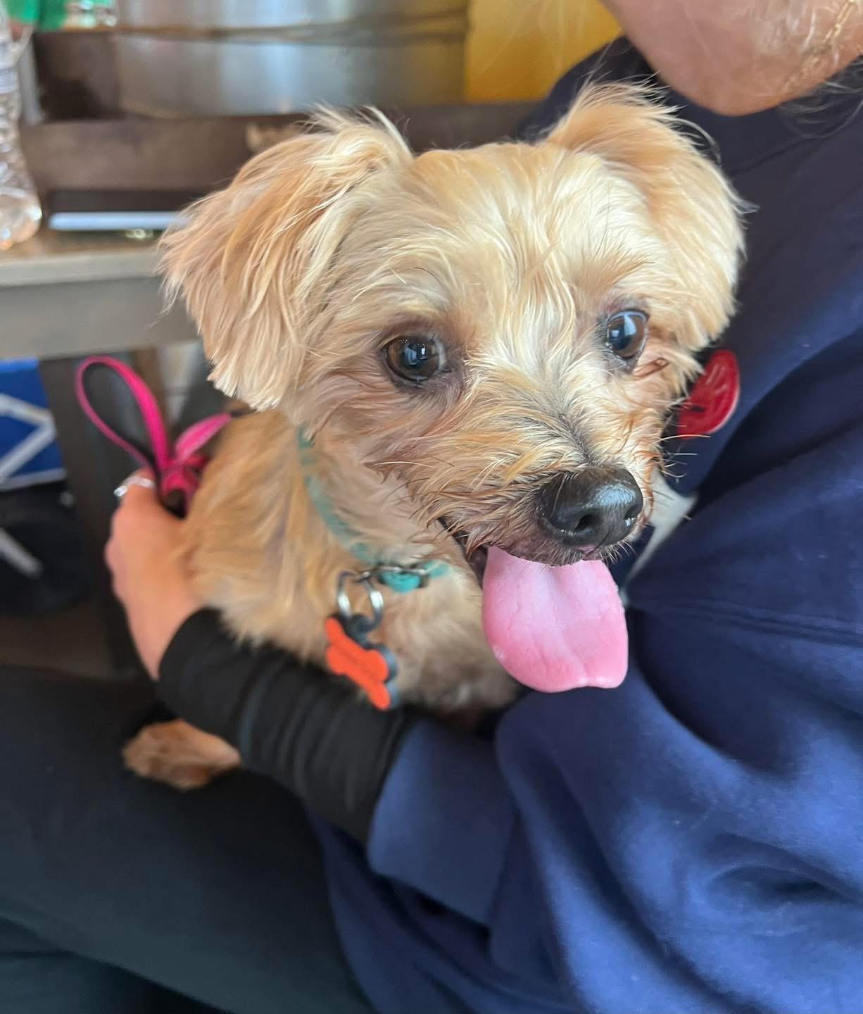 Enlarge Stella, an adoptable mixed breed in Yaphank, NY image 2/3