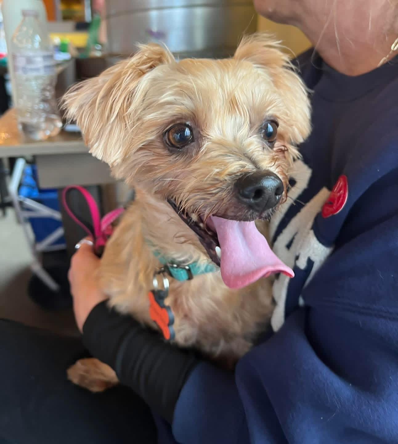 Enlarge Stella, an adoptable mixed breed in Yaphank, NY image 3/3