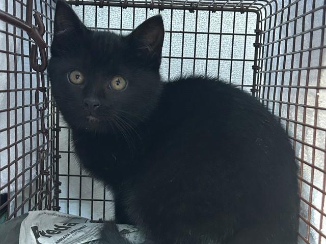 ONYX, Adoptable, Kitten Male Domestic Short Hair.