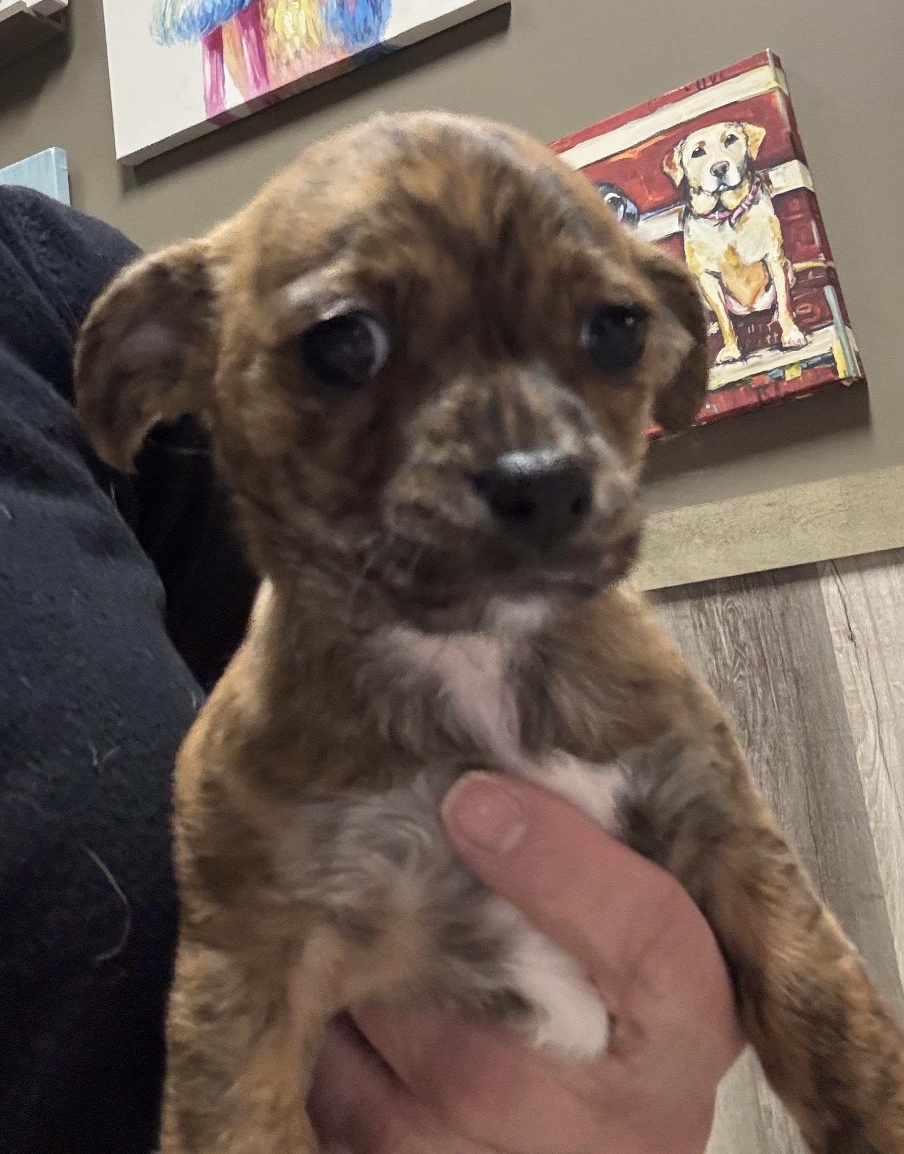 Enlarge Fudgette, a ADOPTABLE Chihuahua in Thousand Oaks, CA image 2/2