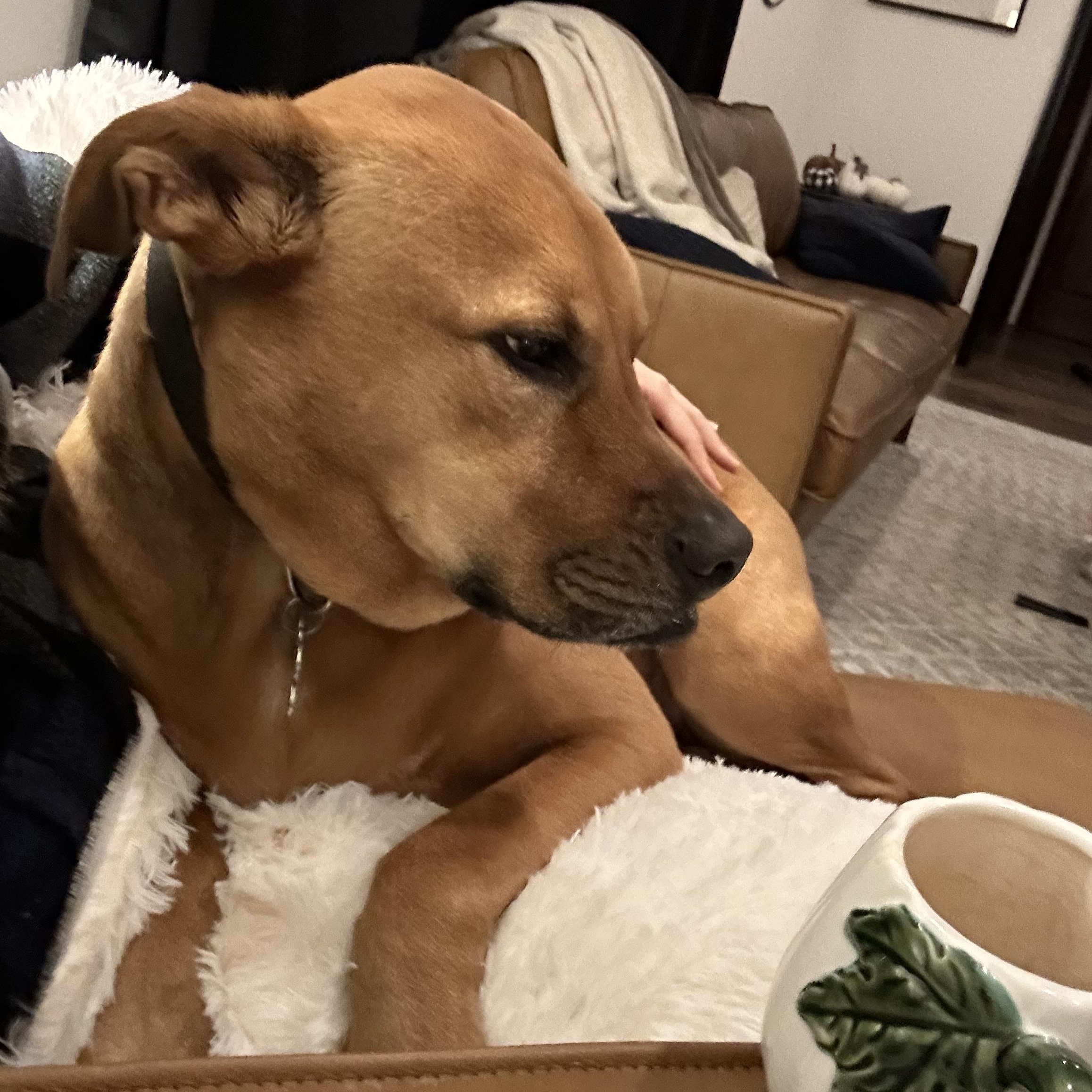 Enlarge Cam (Cameroni), a Adoptable mixed breed in Pasco, WA image 3/6