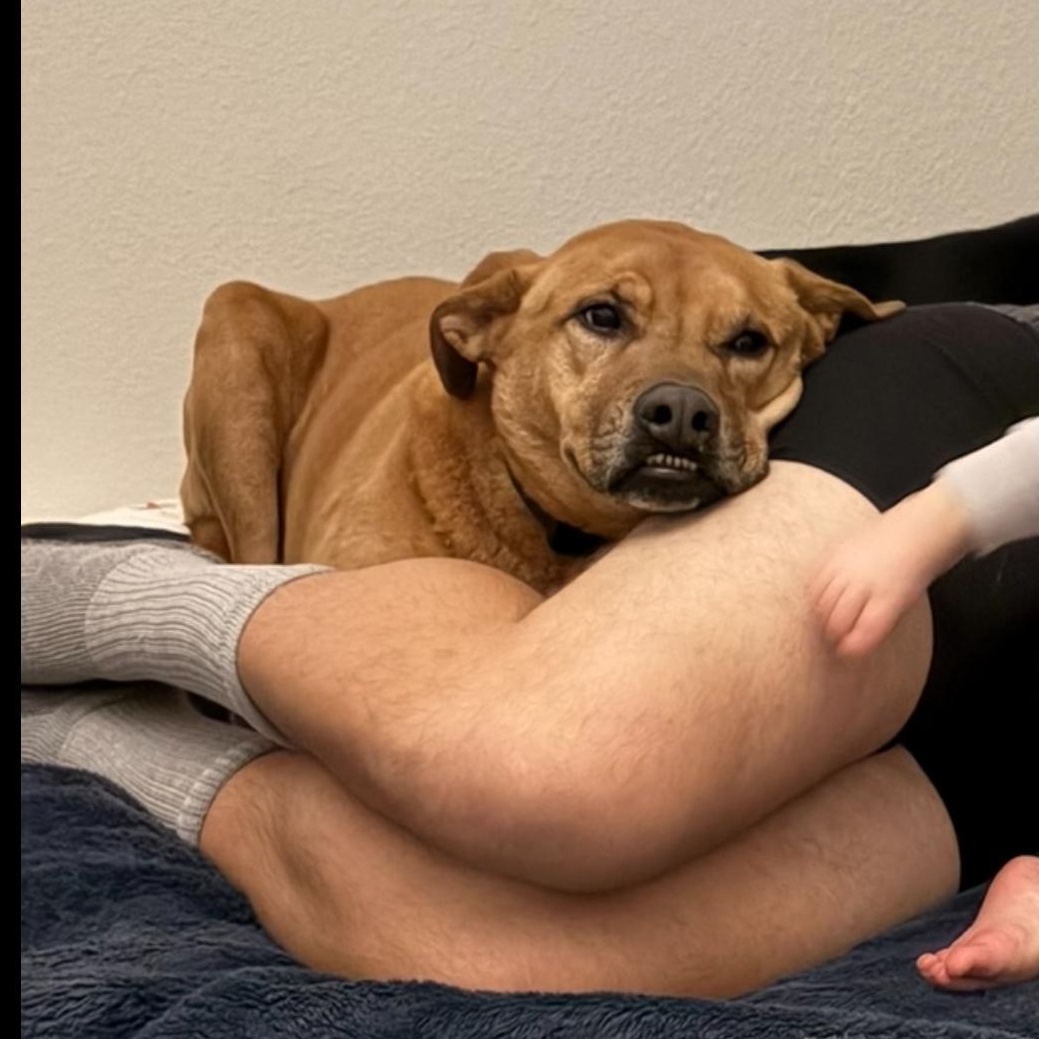 Enlarge Cam (Cameroni), a Adoptable mixed breed in Pasco, WA image 2/6