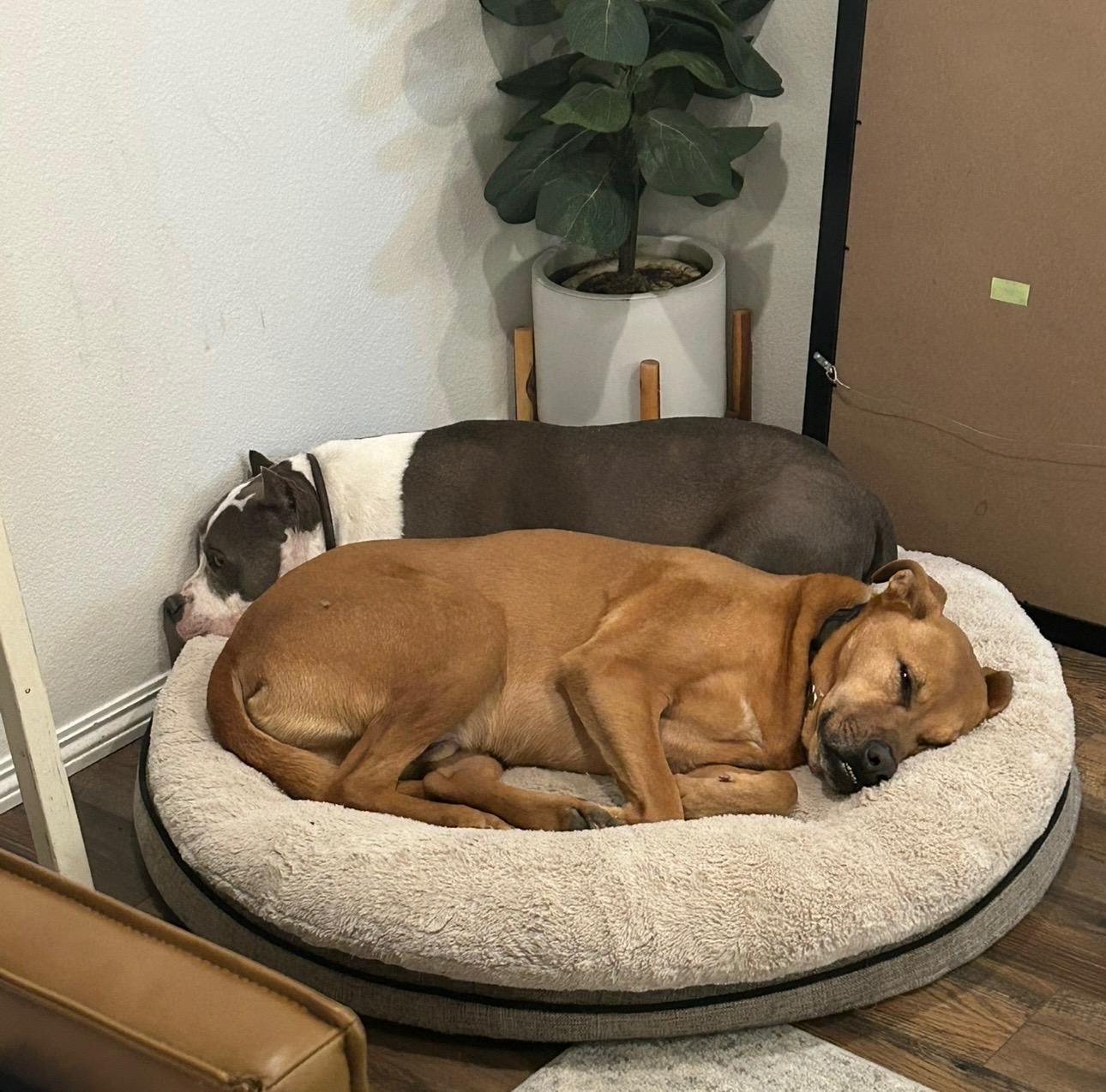 Enlarge Cam (Cameroni), a Adoptable mixed breed in Pasco, WA image 4/6