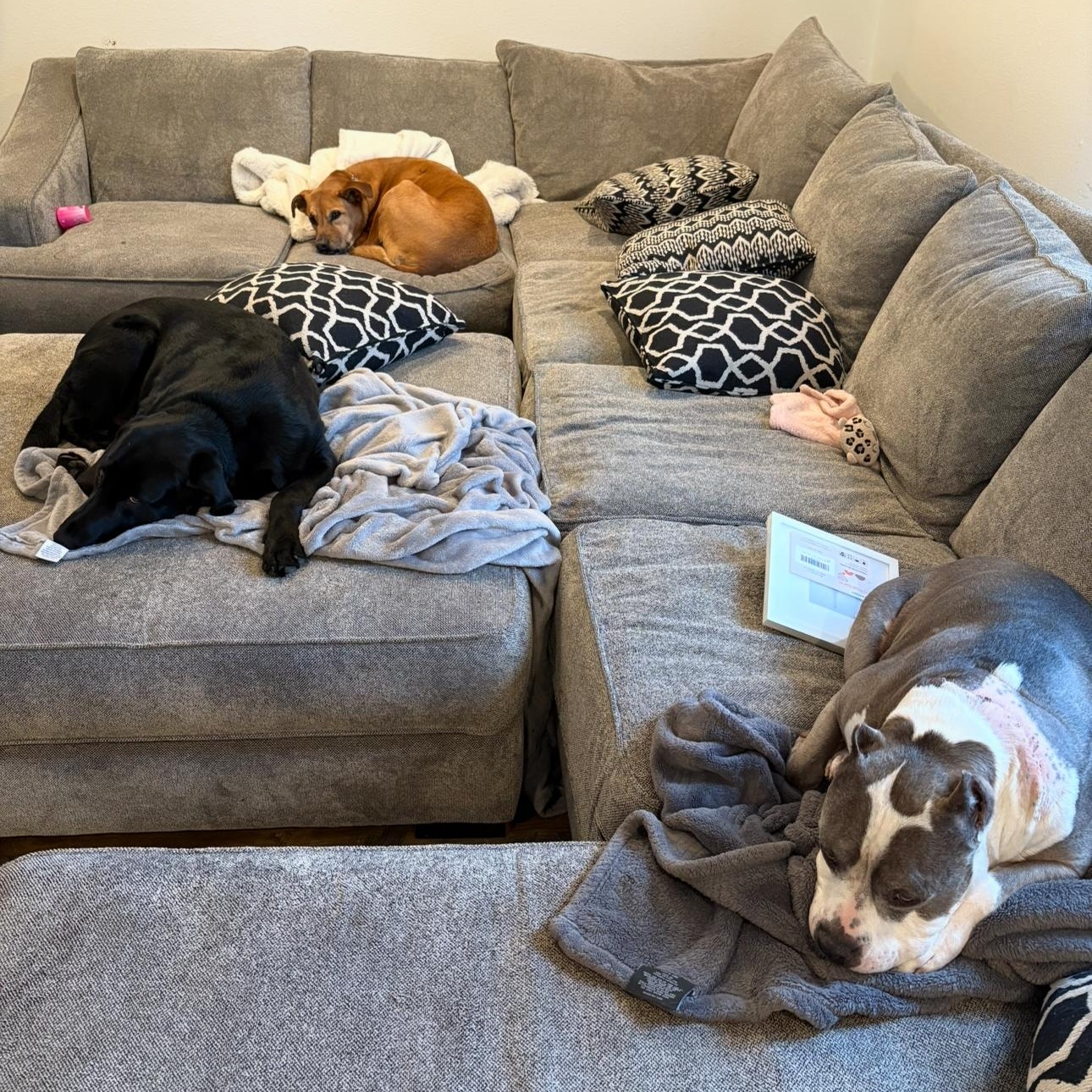 Enlarge Cam (Cameroni), a Adoptable mixed breed in Pasco, WA image 5/6