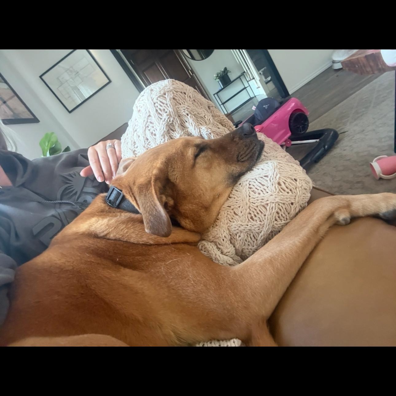 Enlarge Cam (Cameroni), a Adoptable mixed breed in Pasco, WA image 6/6