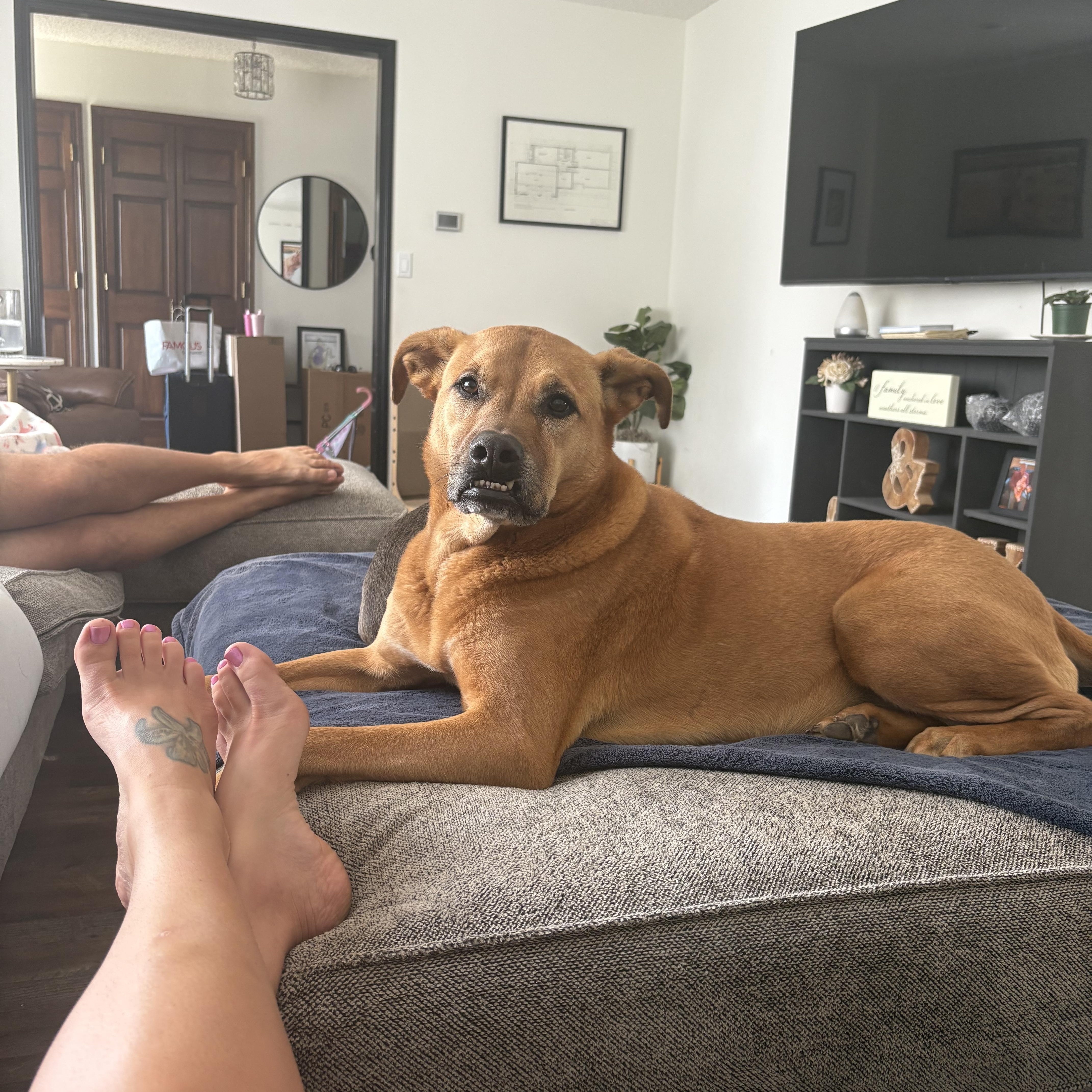 Cam (Cameroni), Adoptable, Adult Male Boxer.