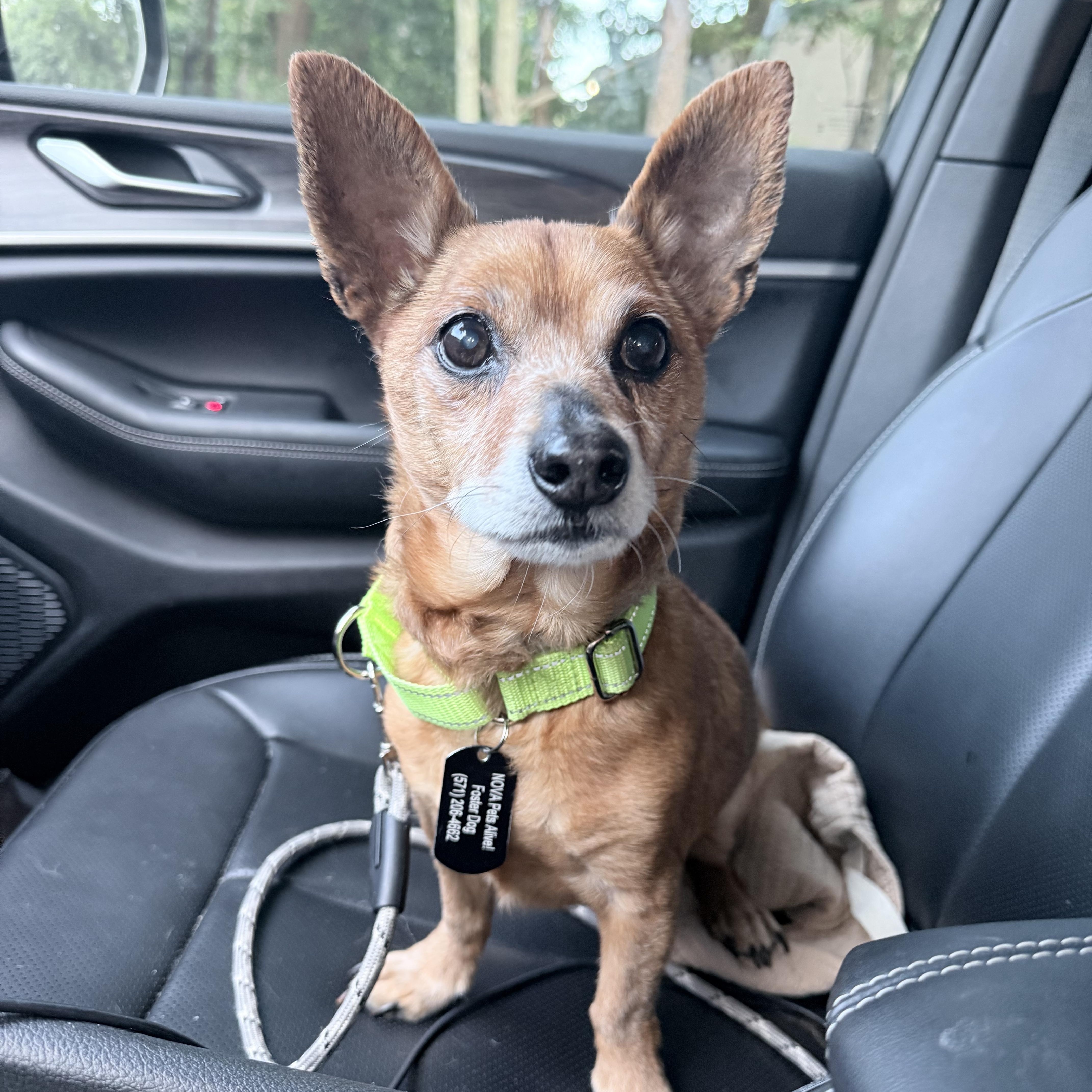 Enlarge Queso, a Adoptable mixed breed in Fairfax, VA image 3/5