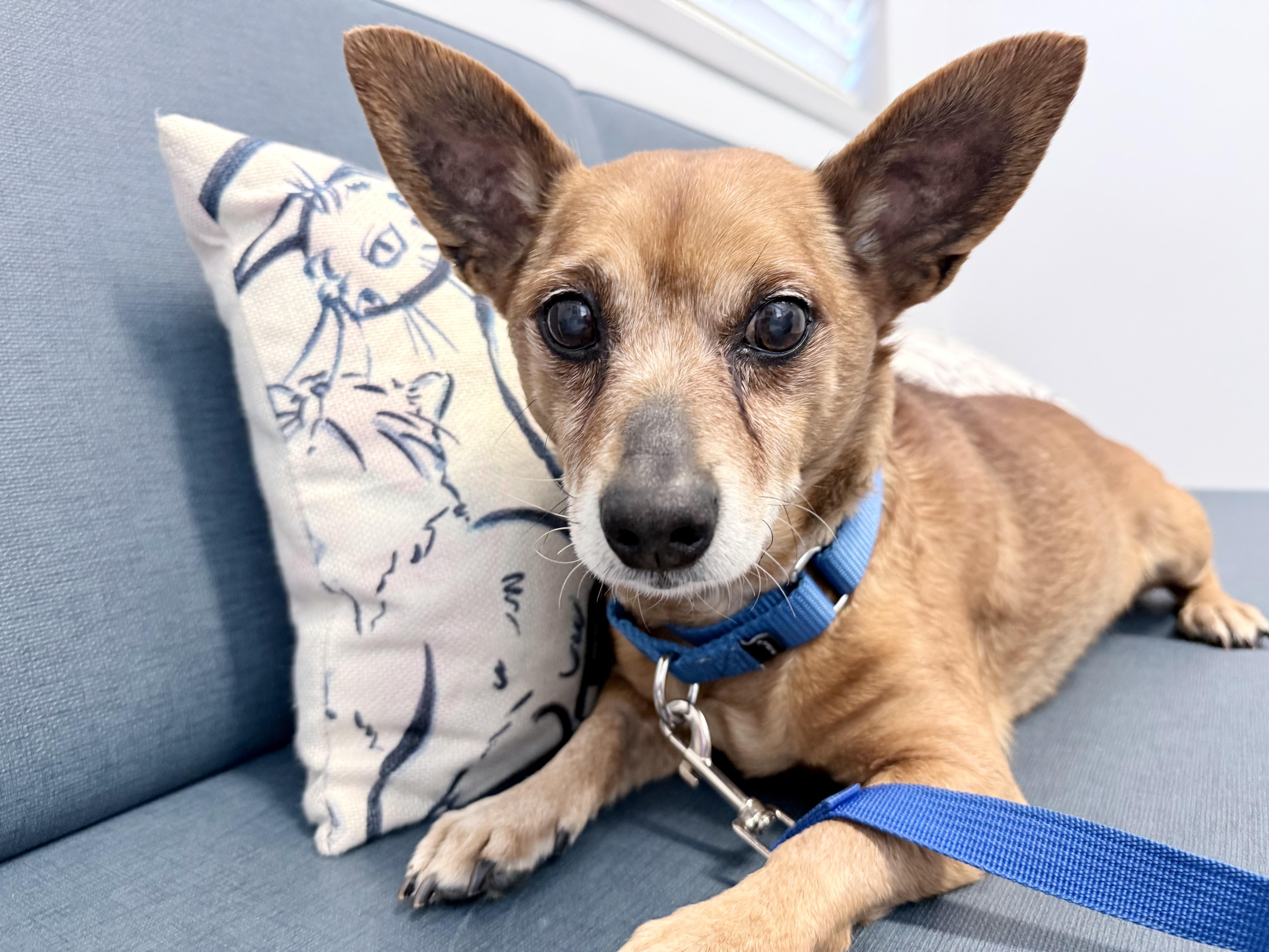Enlarge Queso, a Adoptable mixed breed in Fairfax, VA image 4/5