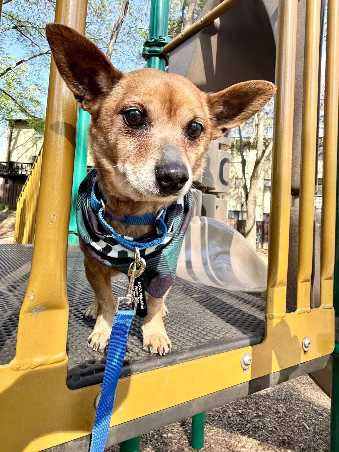 Enlarge Queso, a Adoptable mixed breed in Fairfax, VA image 5/5
