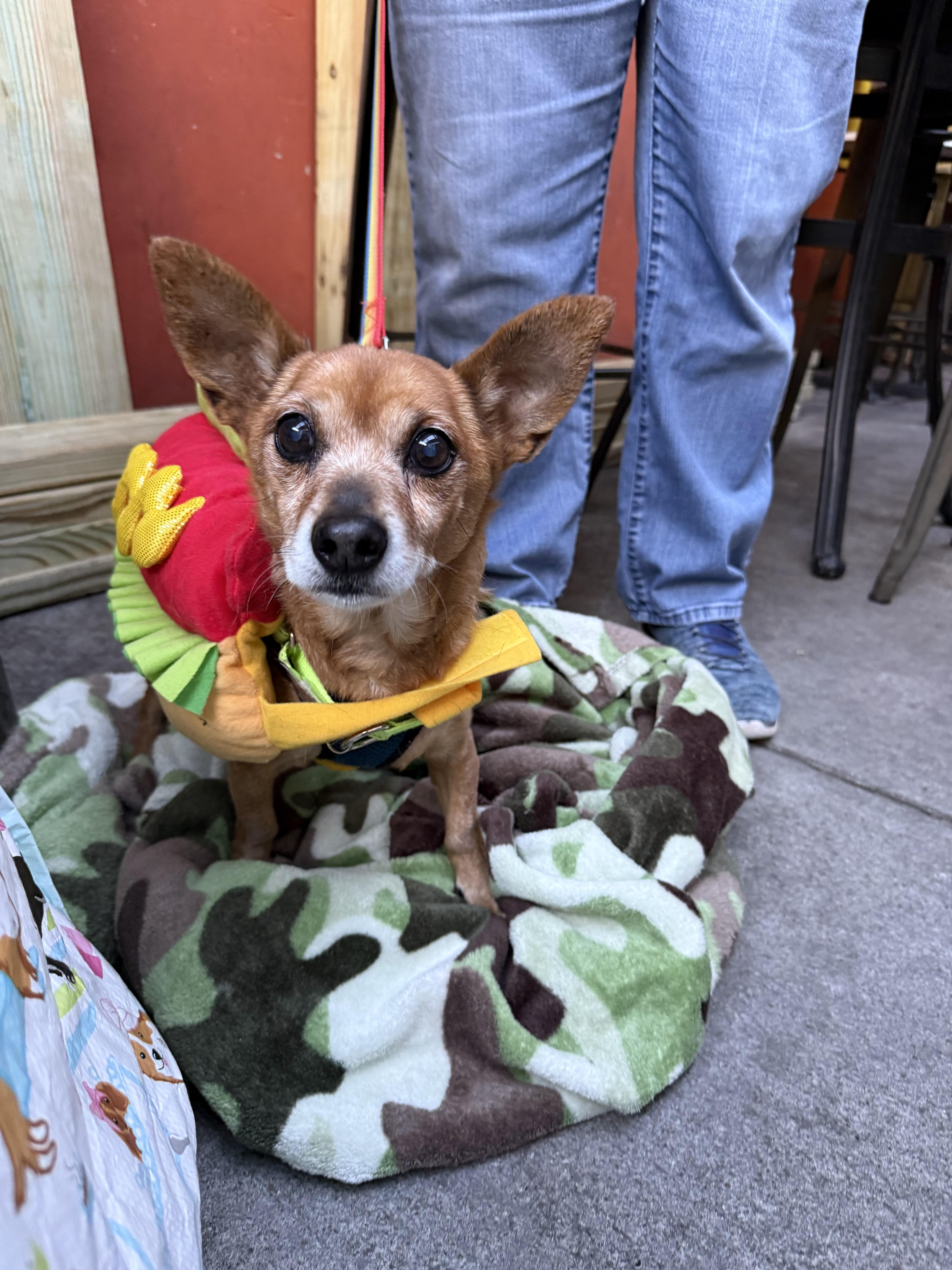 Queso, Adoptable, Adult Male Chihuahua.