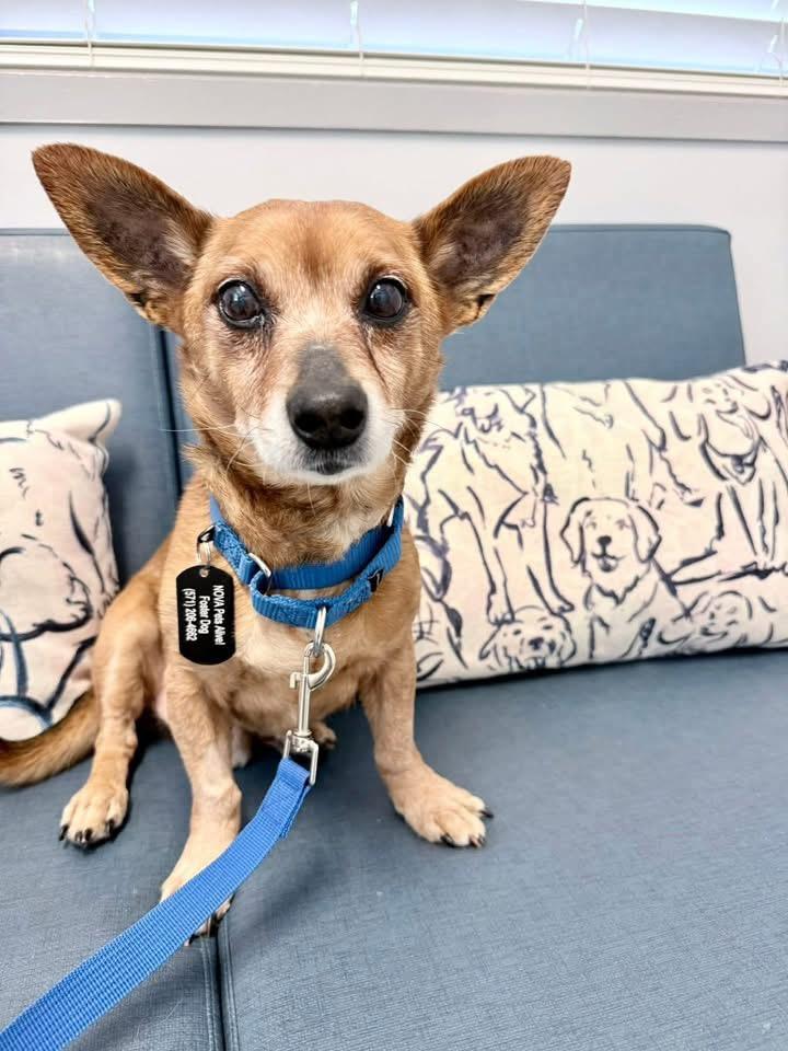 Enlarge Queso, a Adoptable mixed breed in Fairfax, VA image 2/5