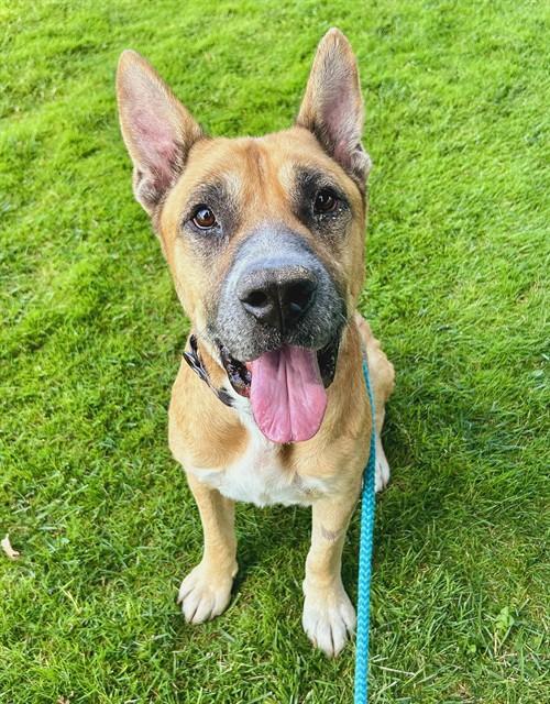 FREDDIE, Adoptable, Adult Male German Shepherd Dog & Mixed Breed.