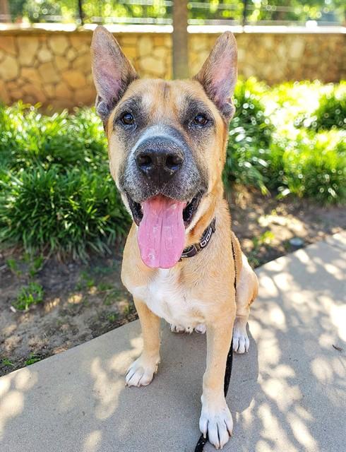 Enlarge FREDDIE, a Adoptable mixed breed in Sacramento, CA image 1/1
