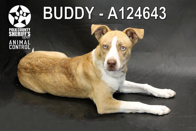 Enlarge BUDDY, a Adoptable mixed breed in Winter Haven, FL image 1/1