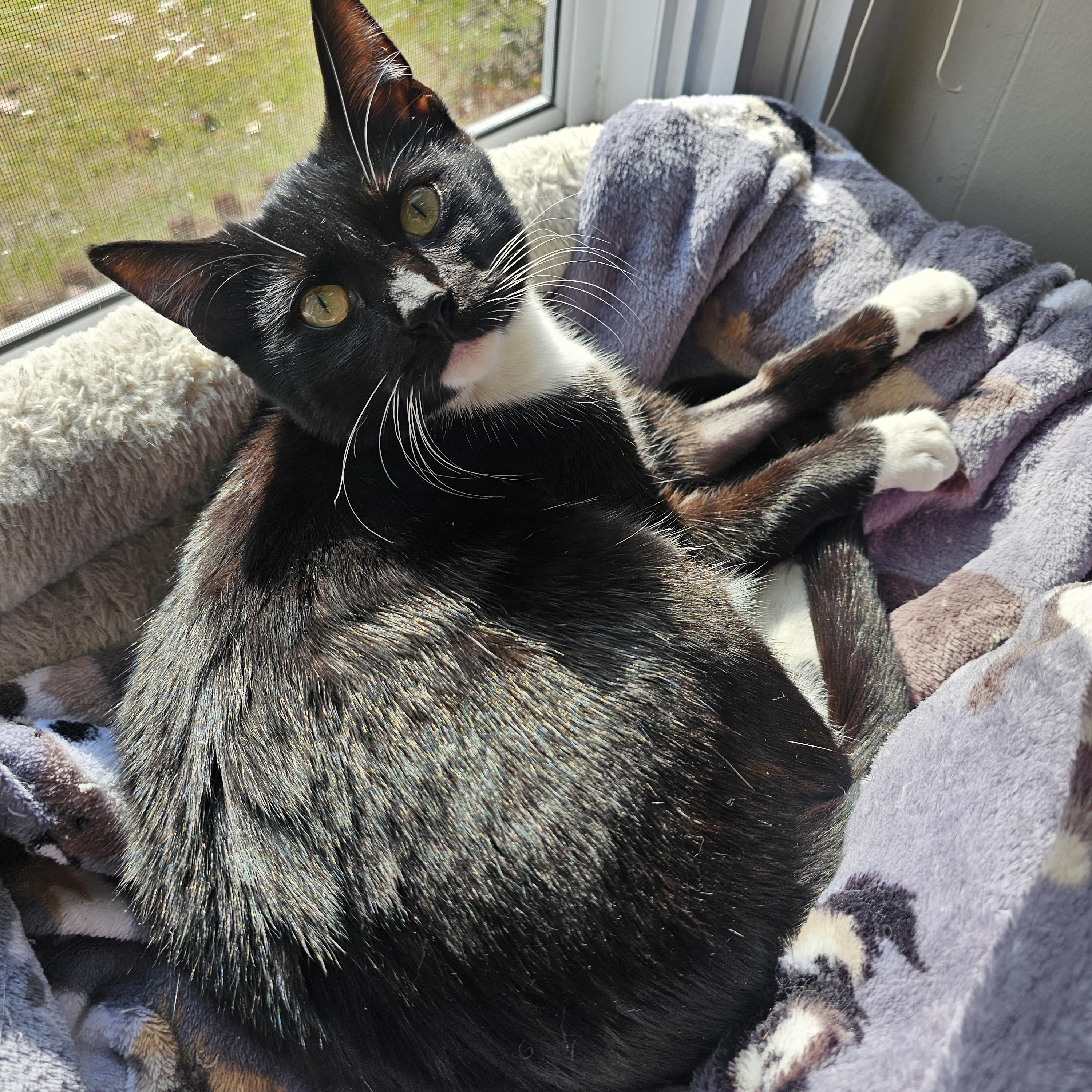 Enlarge Moonpie, a Adoptable Domestic Short Hair in Lumberton, NC image 1/1