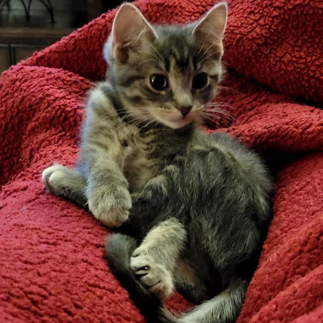 Enlarge Stormy, a Adoptable Domestic Short Hair in Chicago, IL image 2/4