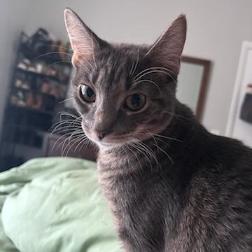 Enlarge Stormy, a Adoptable Domestic Short Hair in Chicago, IL image 3/4