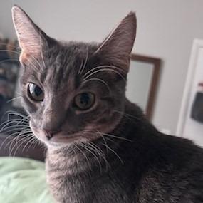 Enlarge Stormy, a Adoptable Domestic Short Hair in Chicago, IL image 4/4