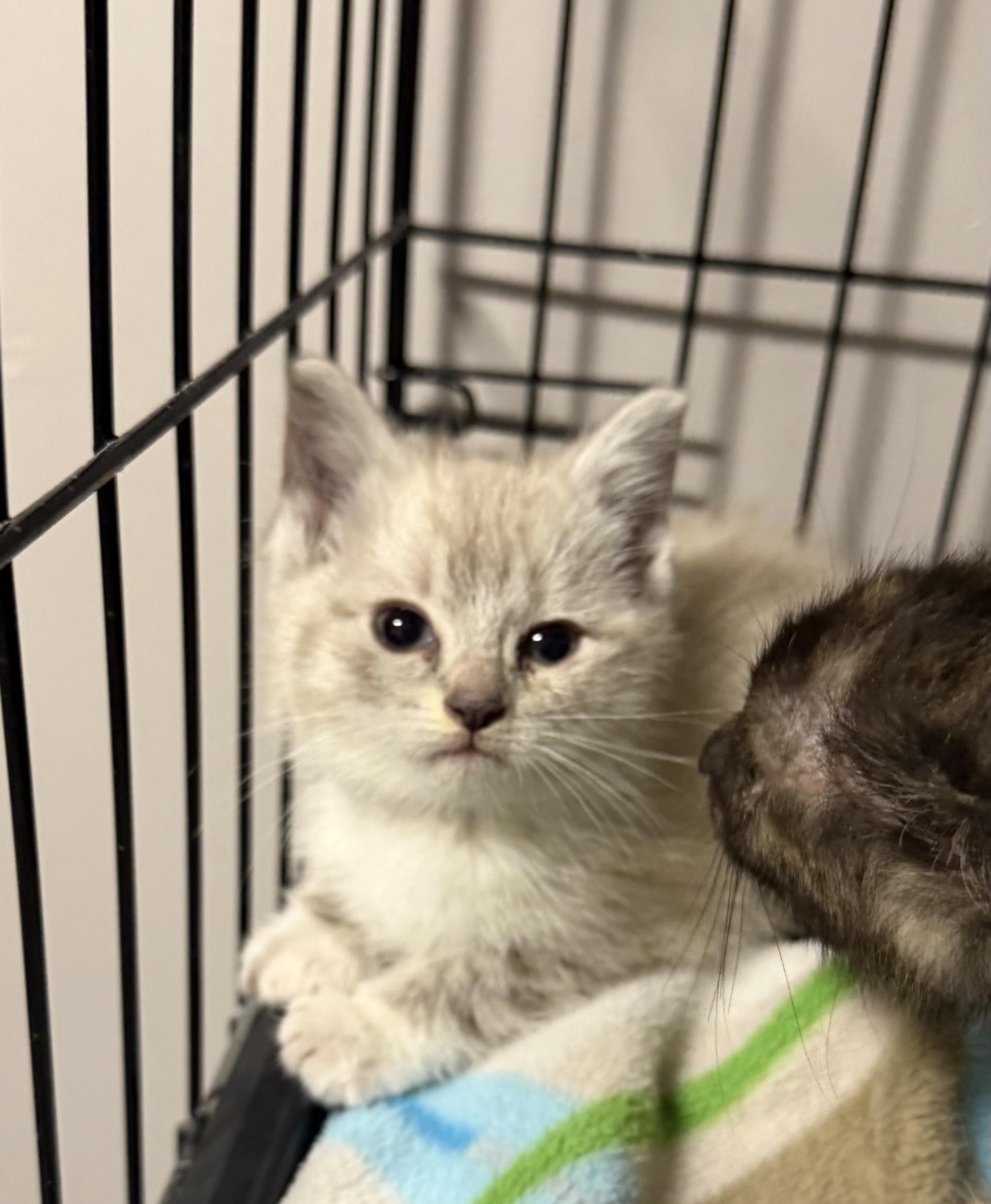 Cloud, adopted, Kitten Female Siamese.